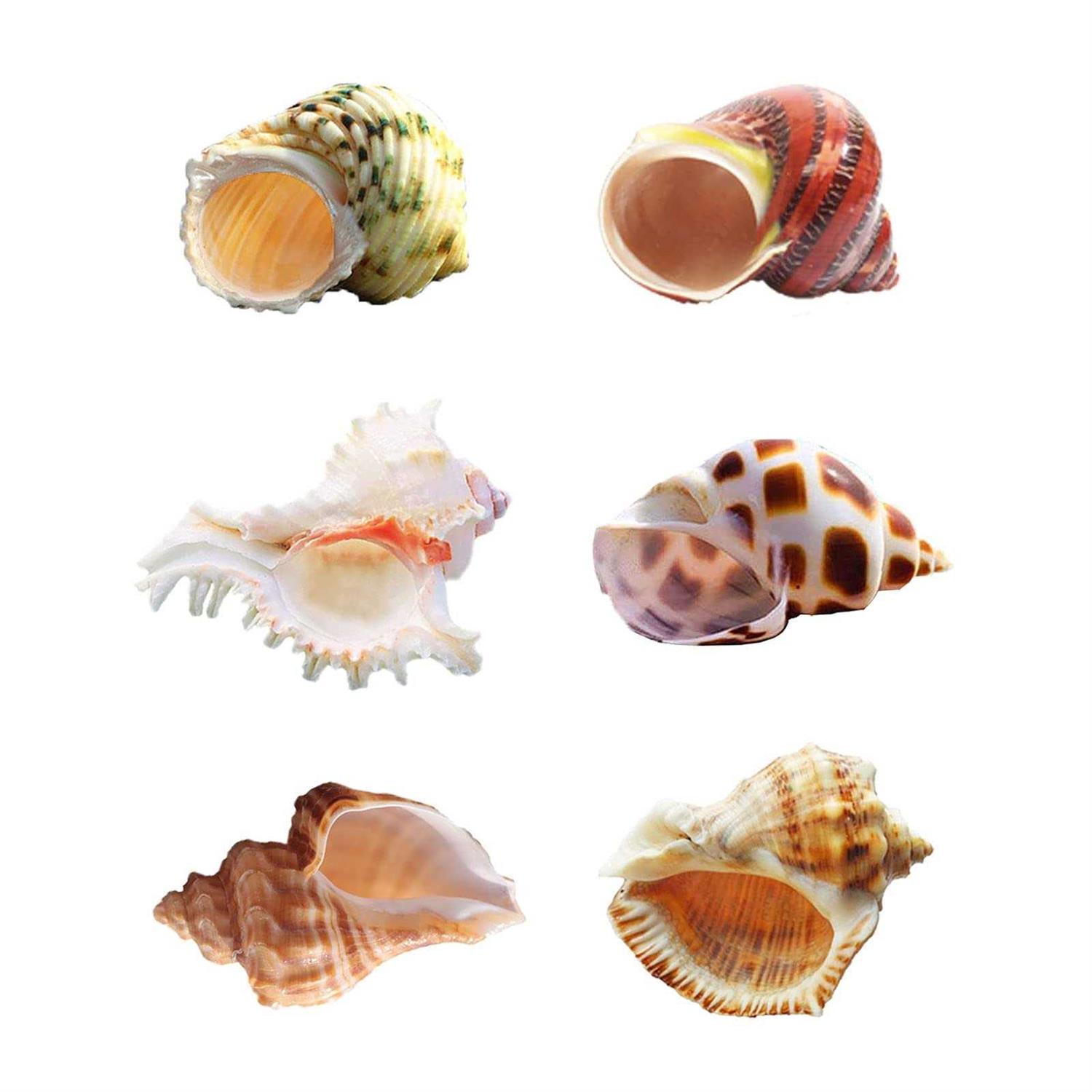 Hermit Crab Shells Medium to Large Growth Turbo Seashells 1-2 Openning Size Natural Supplies Conch Habitat - Healthber