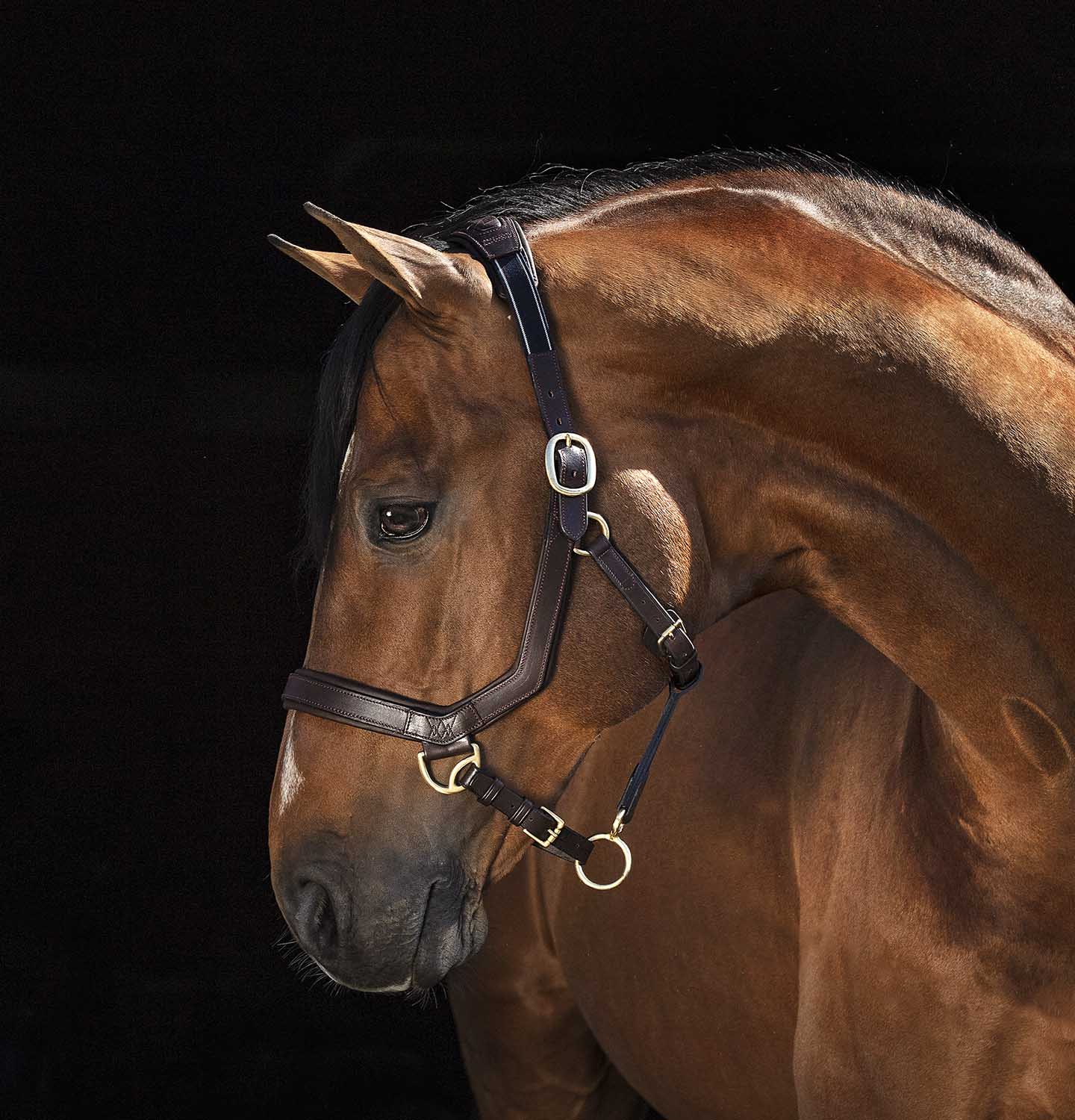 Rambo Micklem Leather Horse Halter - Healthber