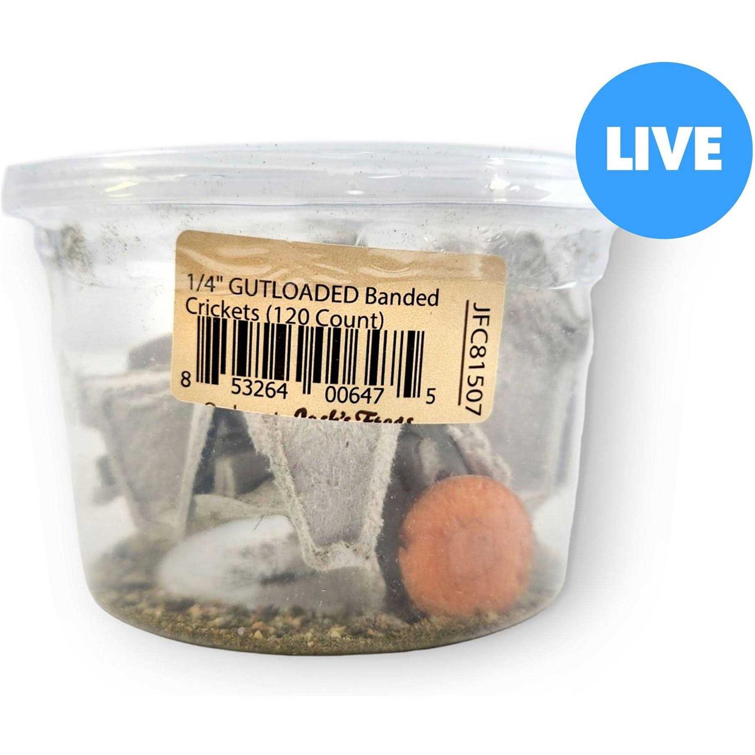Josh’s Frogs Banded Crickets Live Feed Reptile Food - Healthber