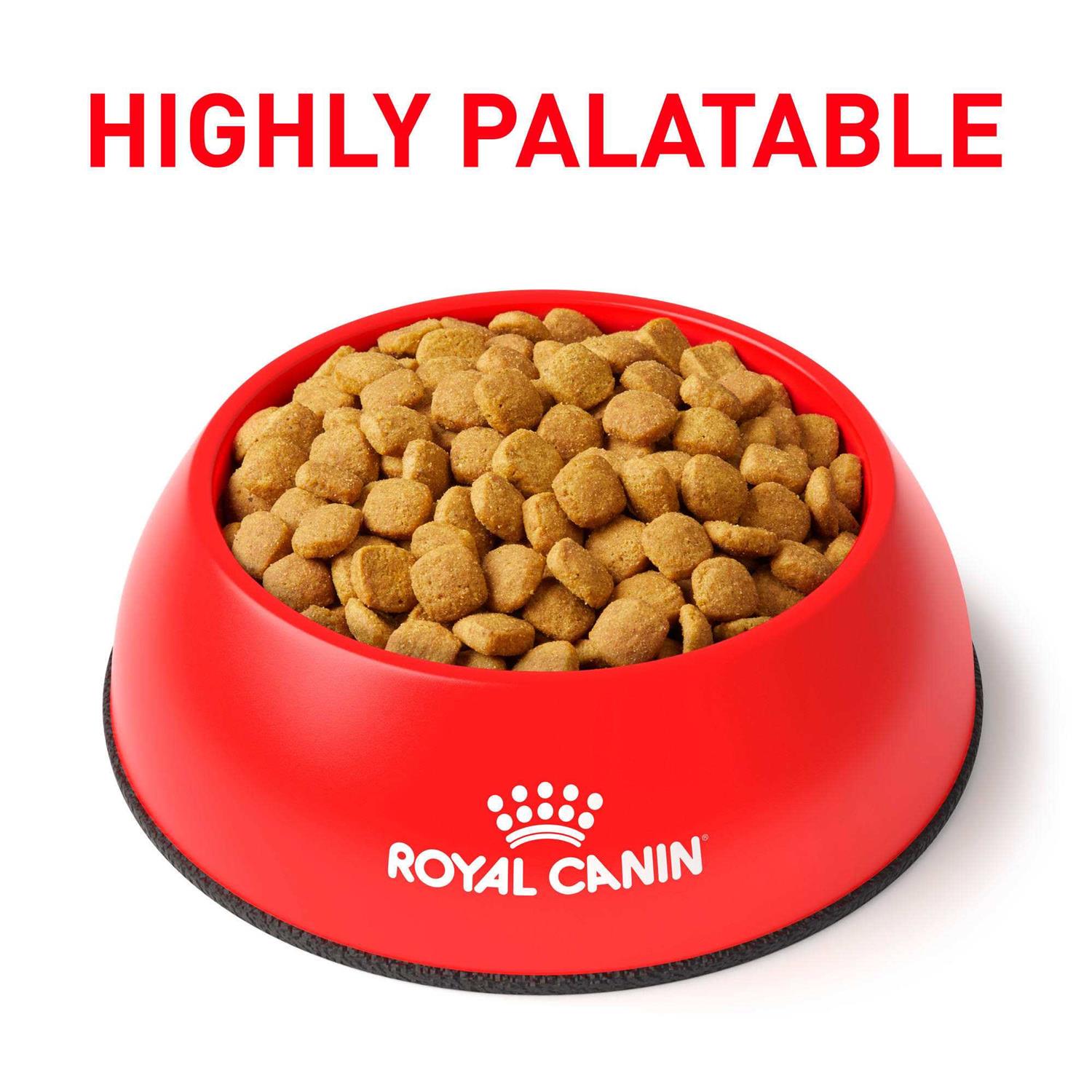 Royal Canin Veterinary Diet Feline Glycobalance Dry Cat Food - Healthber