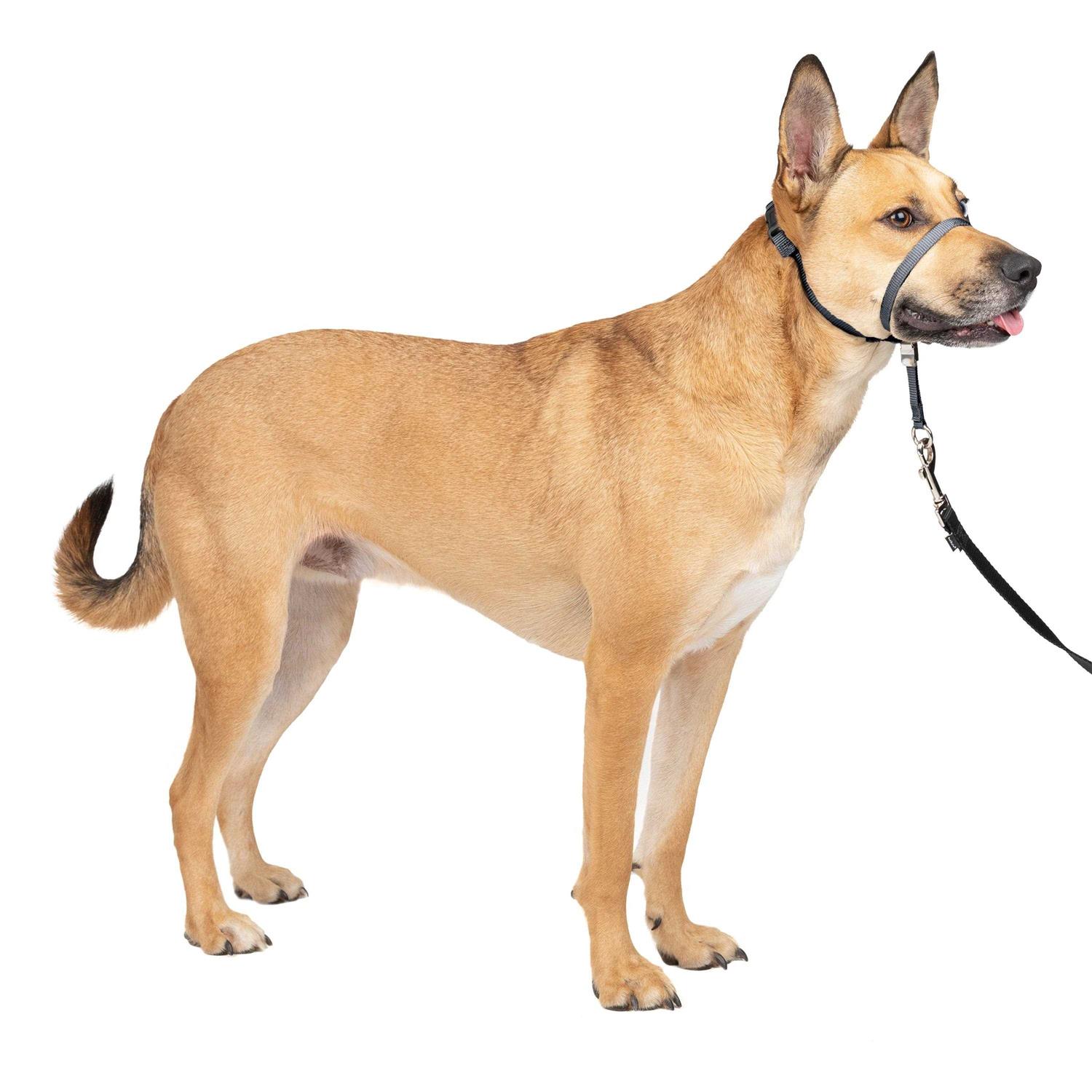 PetSafe Gentle Leader Headcollar - Healthber