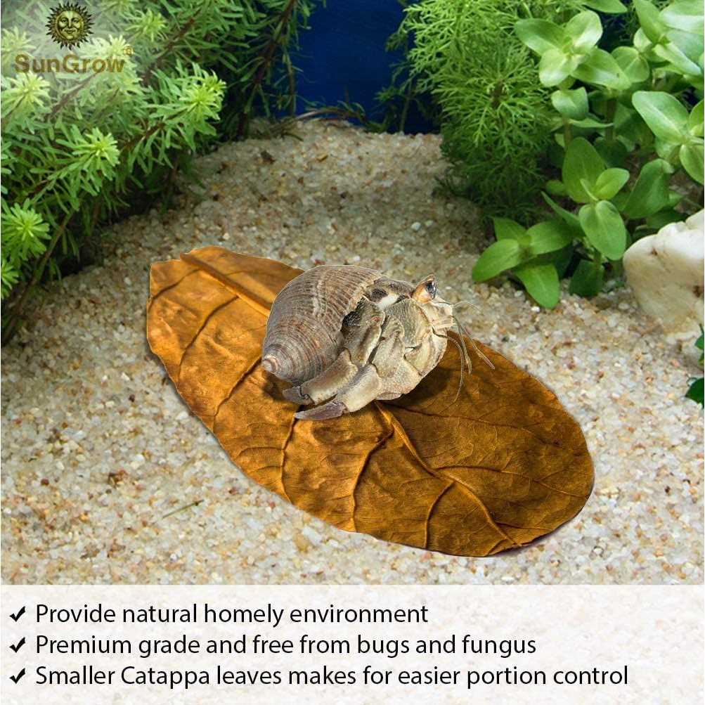 SunGrow Hermit Crab & Snail Catappa Leaves - Healthber