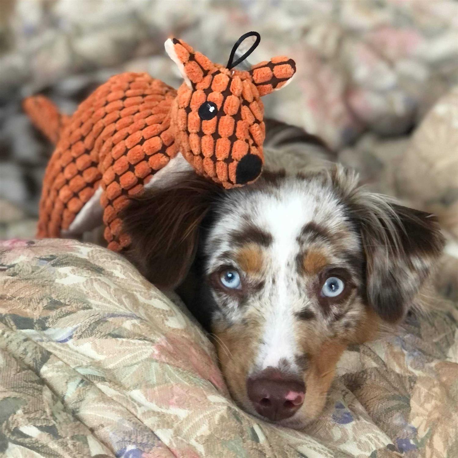 SmartPetLove Tender-Tuffs Big Shots Aussie Kangaroo Cuddly Pet Toy Stuffed Plush Dog Toy and Cute Squeaky Dog Toys for All Life Stages - Healthber