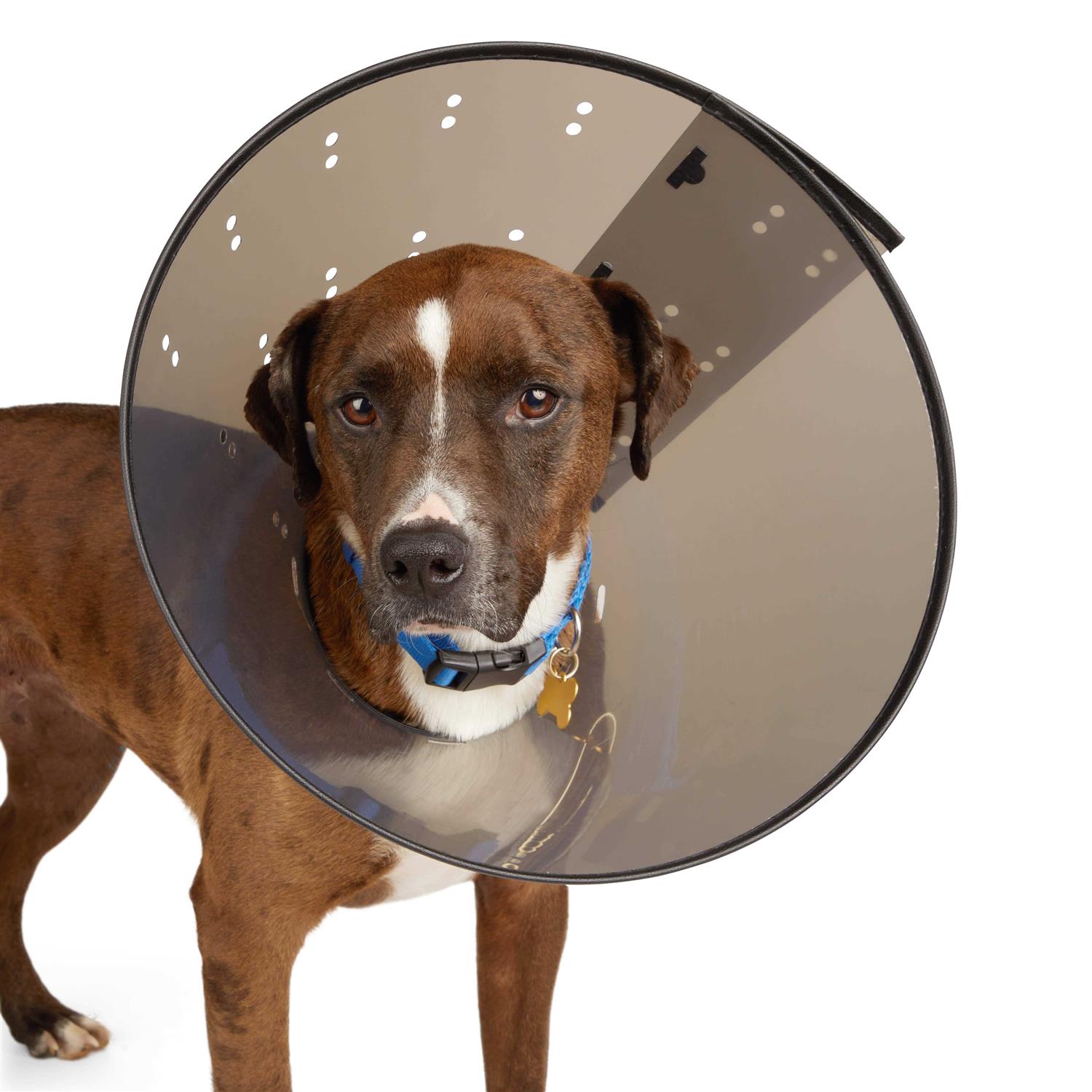 Well & Good Recovery Cone Collar - Healthber