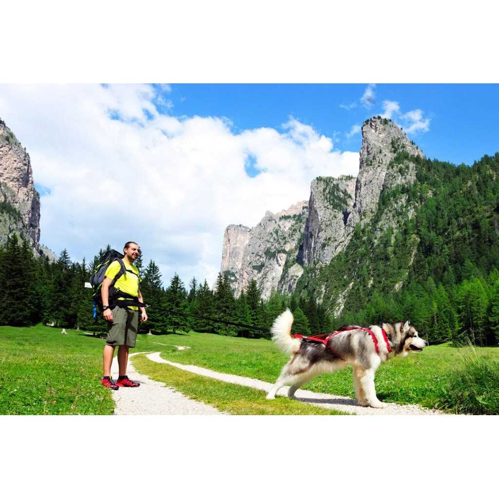 Neewa Sled Pro Harness Dog Pulling Harness Husky Harness - Healthber