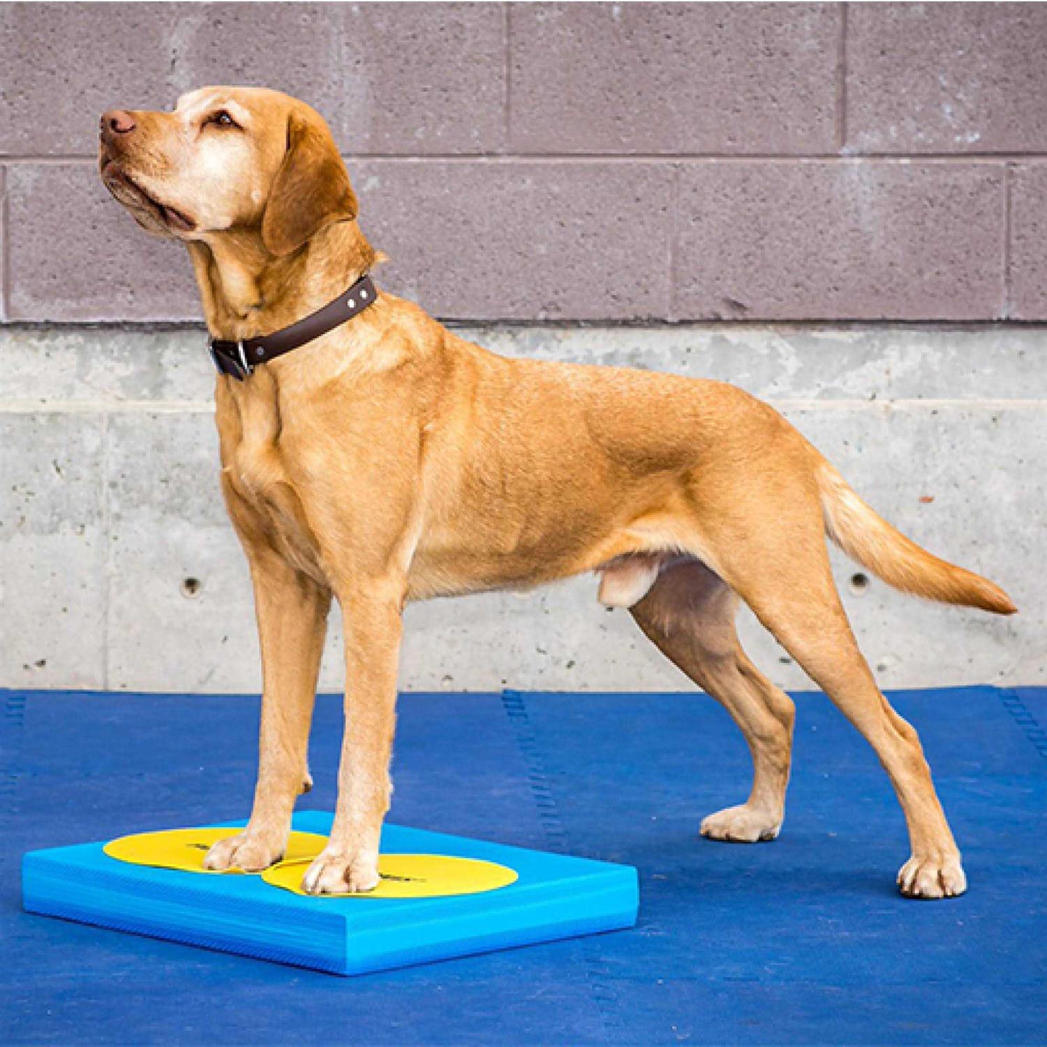 FitPAWS Targets - Healthber