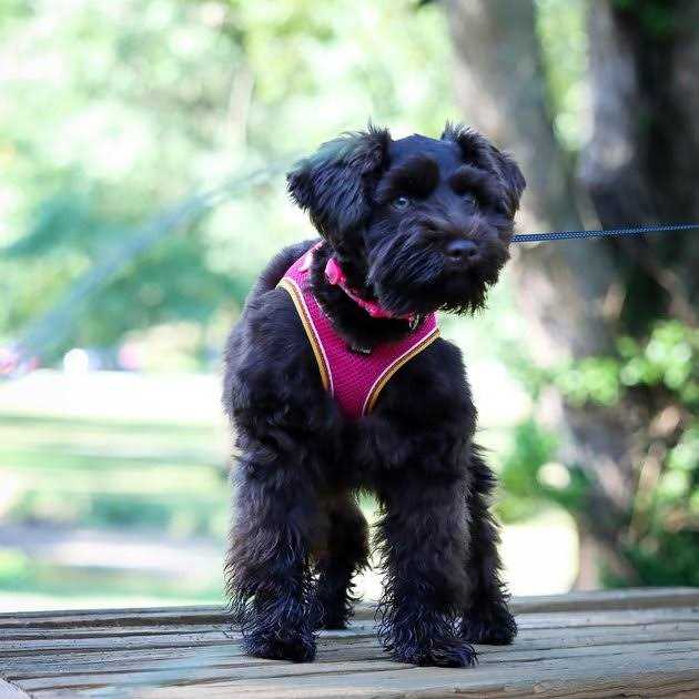 Li’l Pals Comfort Mesh Harness - Healthber