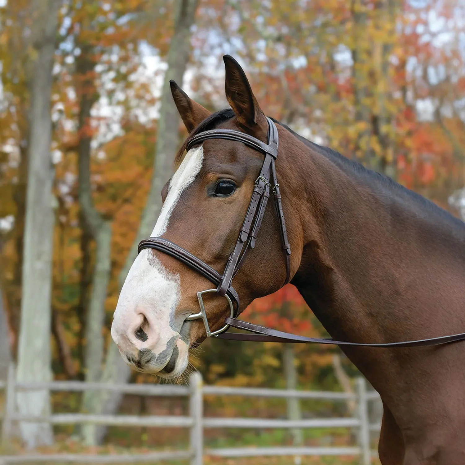 Avignon Nashville Bridle - Healthber