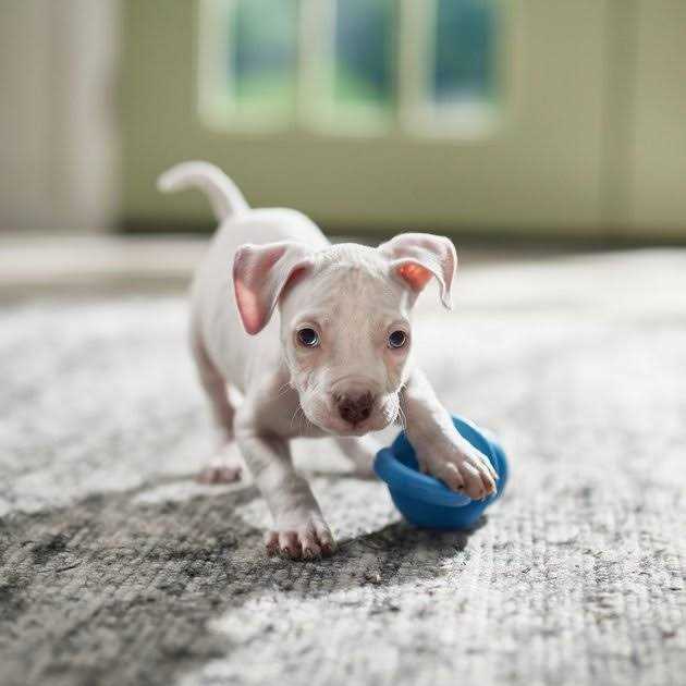 KONG Dog Toy Puppy Binkie - Healthber