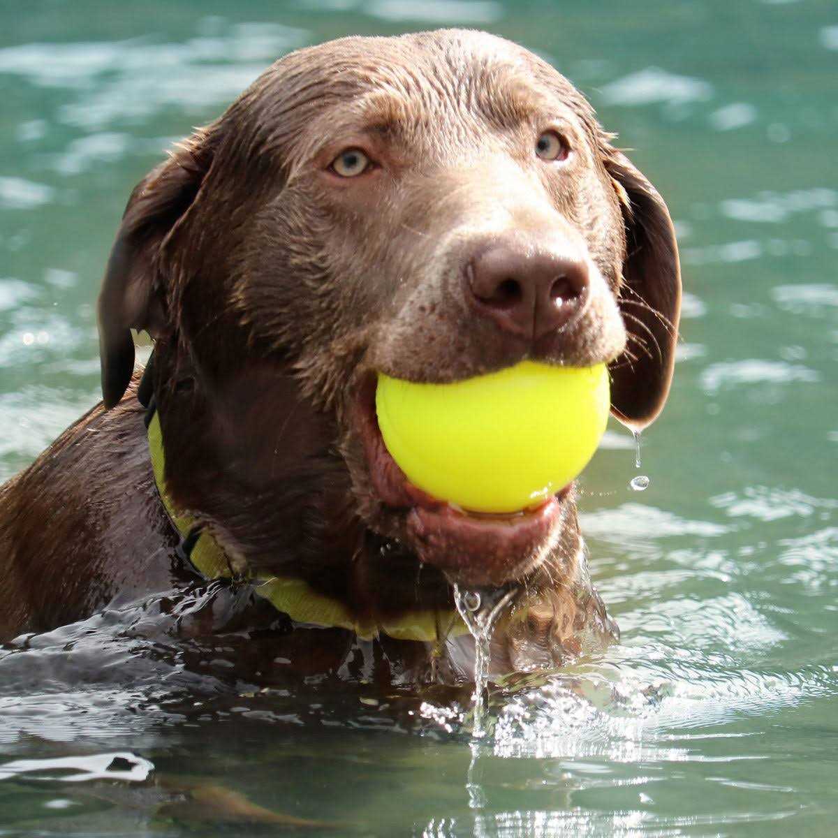 Ruff Dawg Dog Toy Indestructible Ball - Healthber
