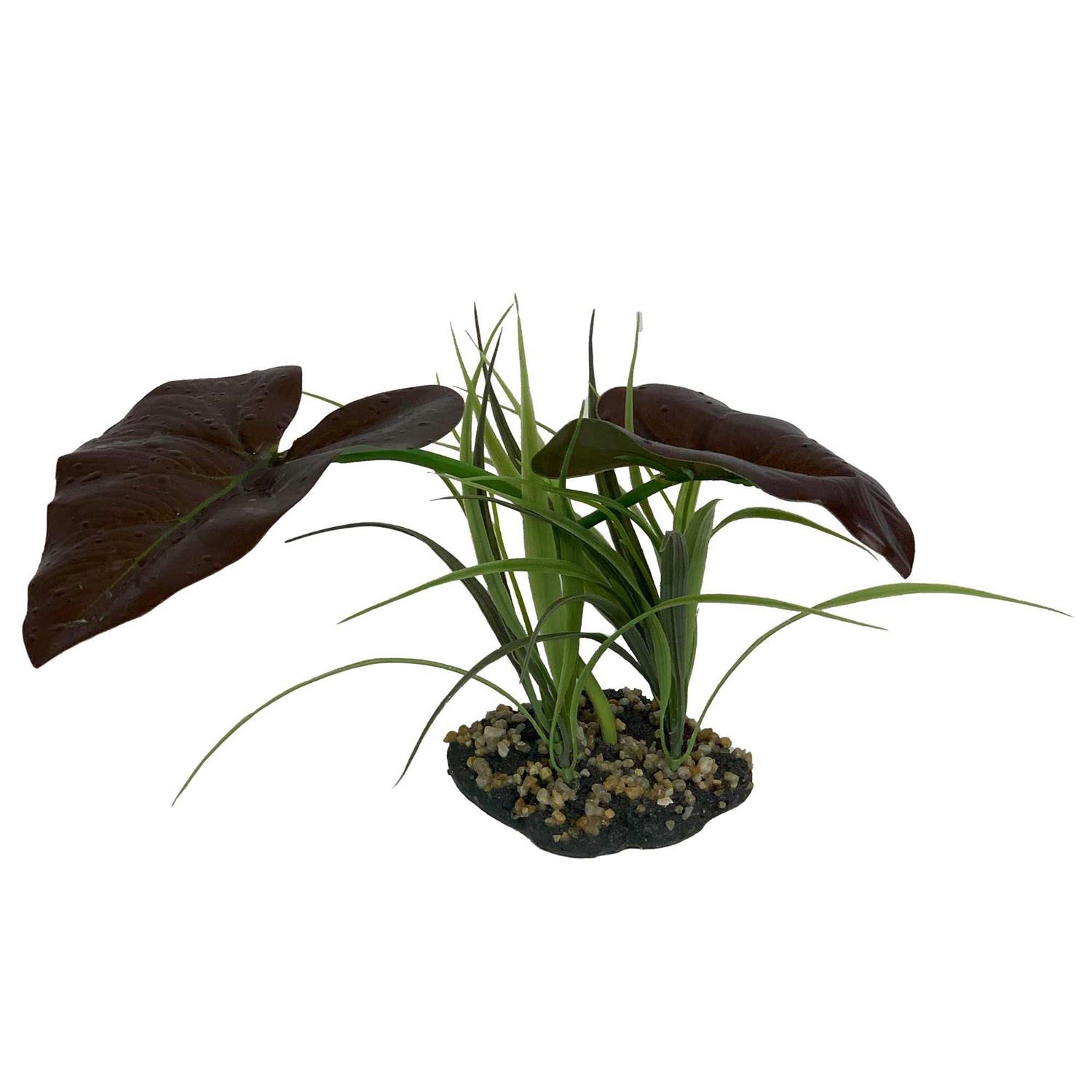 Komodo Rainforest Canopy Plant - Healthber