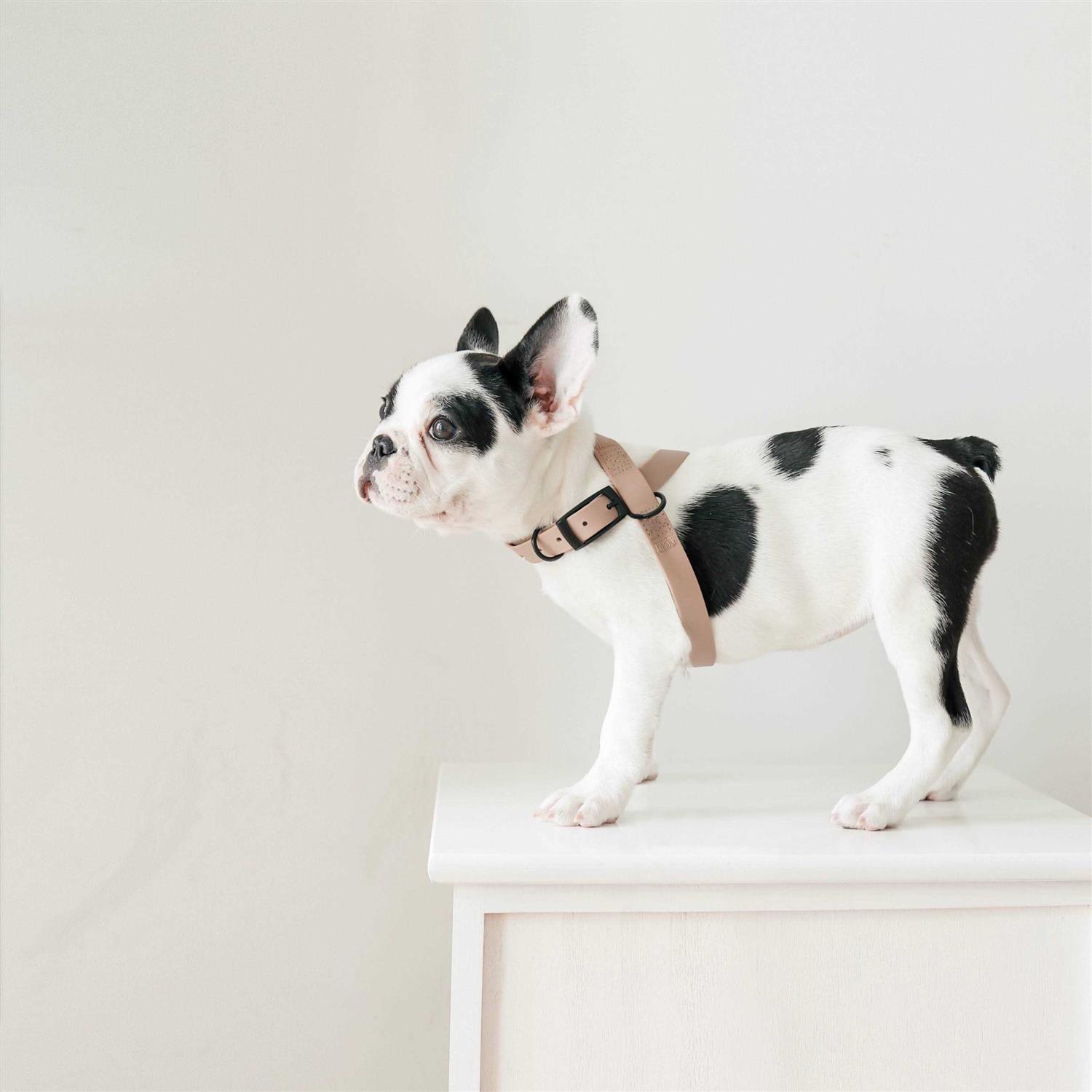 Lambwolf OTTO Dog Harness Dog Leash - Healthber