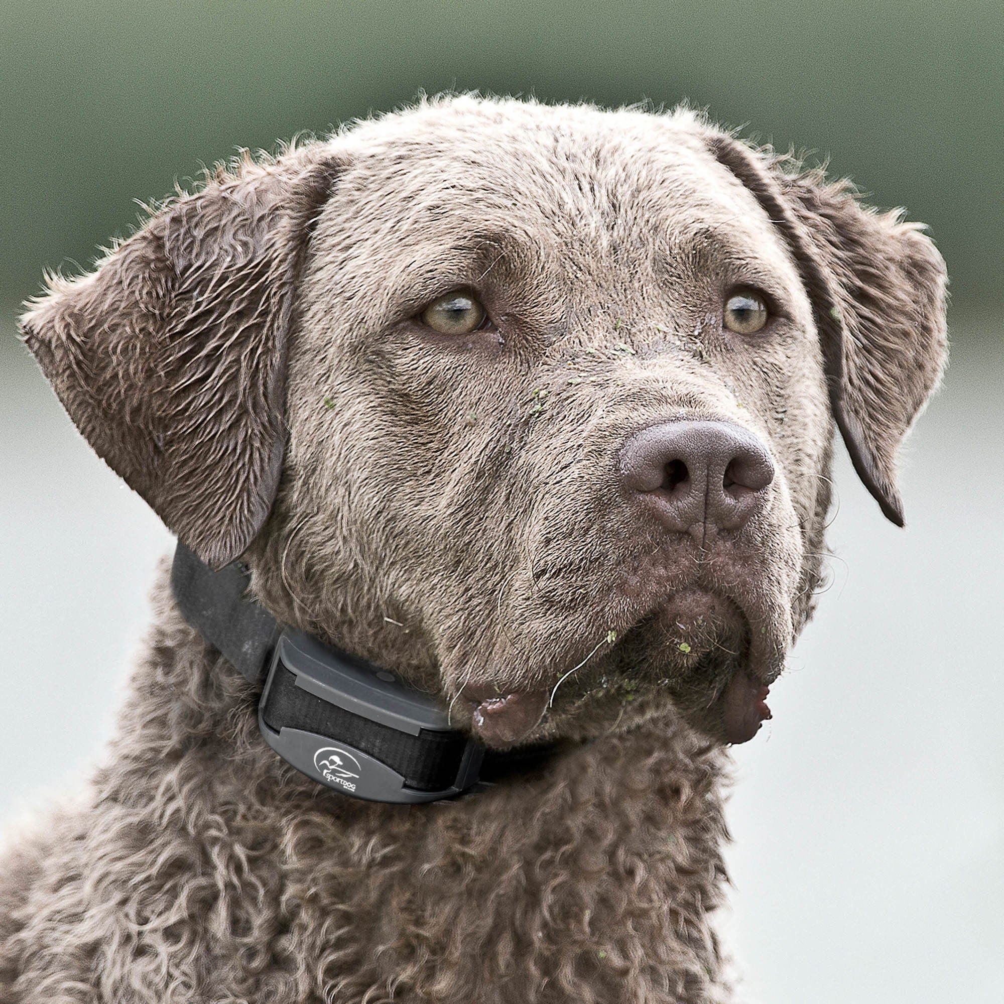 SportDOG Brand FieldTrainer 425XS Remote Trainer - Healthber