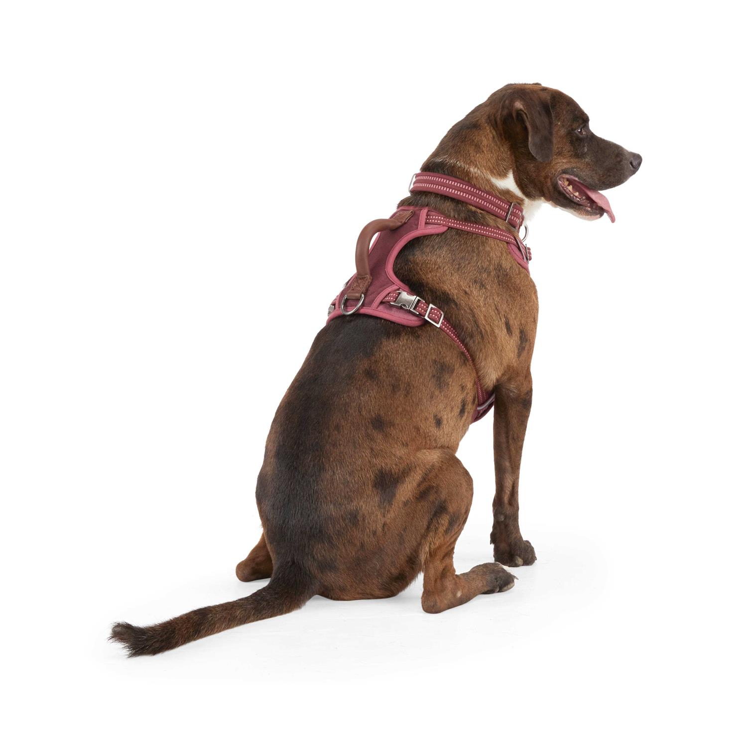 Reddy Canvas Dog Harness - Healthber