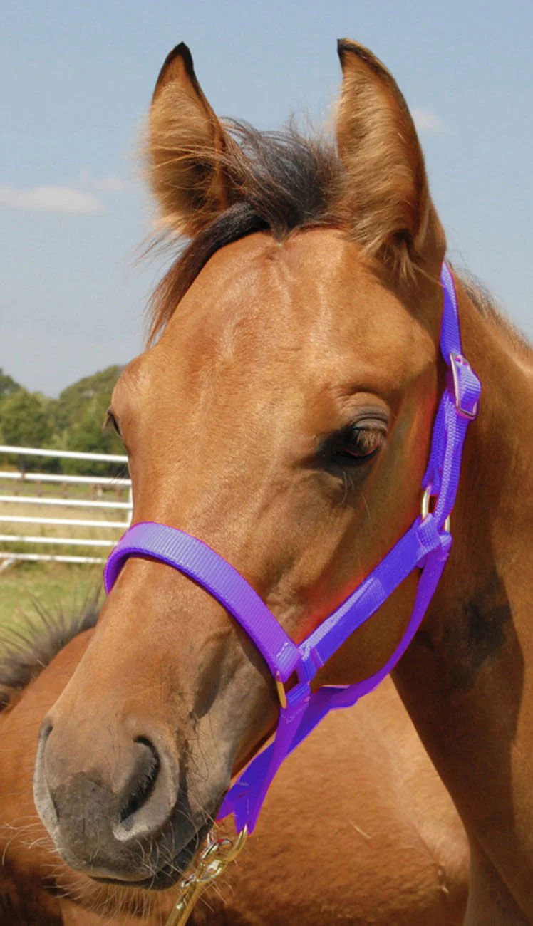 Premium Halters, Suckling, 150-250 lb (2-ply, 3/4