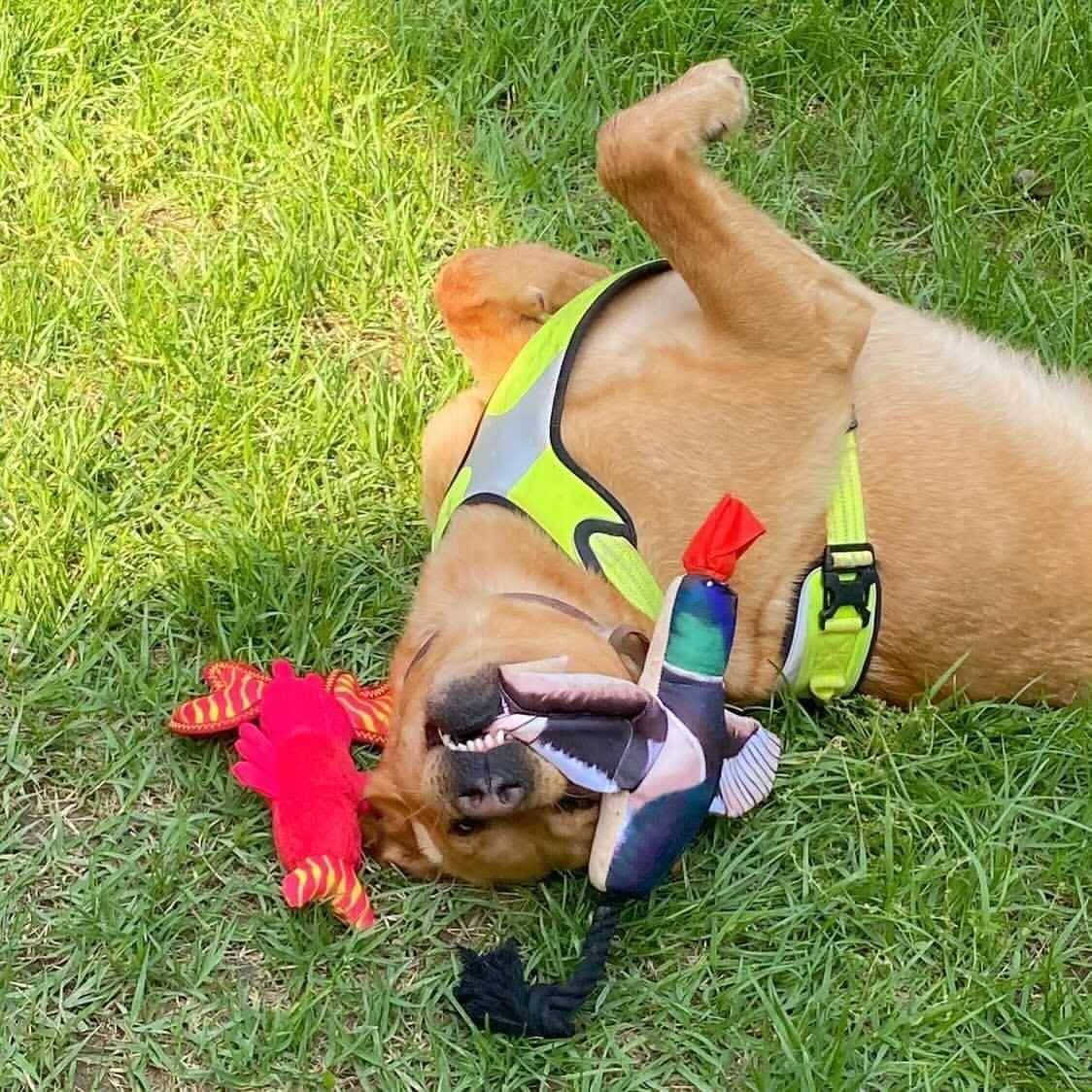 Spunky Pup Fly & Fetch Duck Dog Toy - Healthber