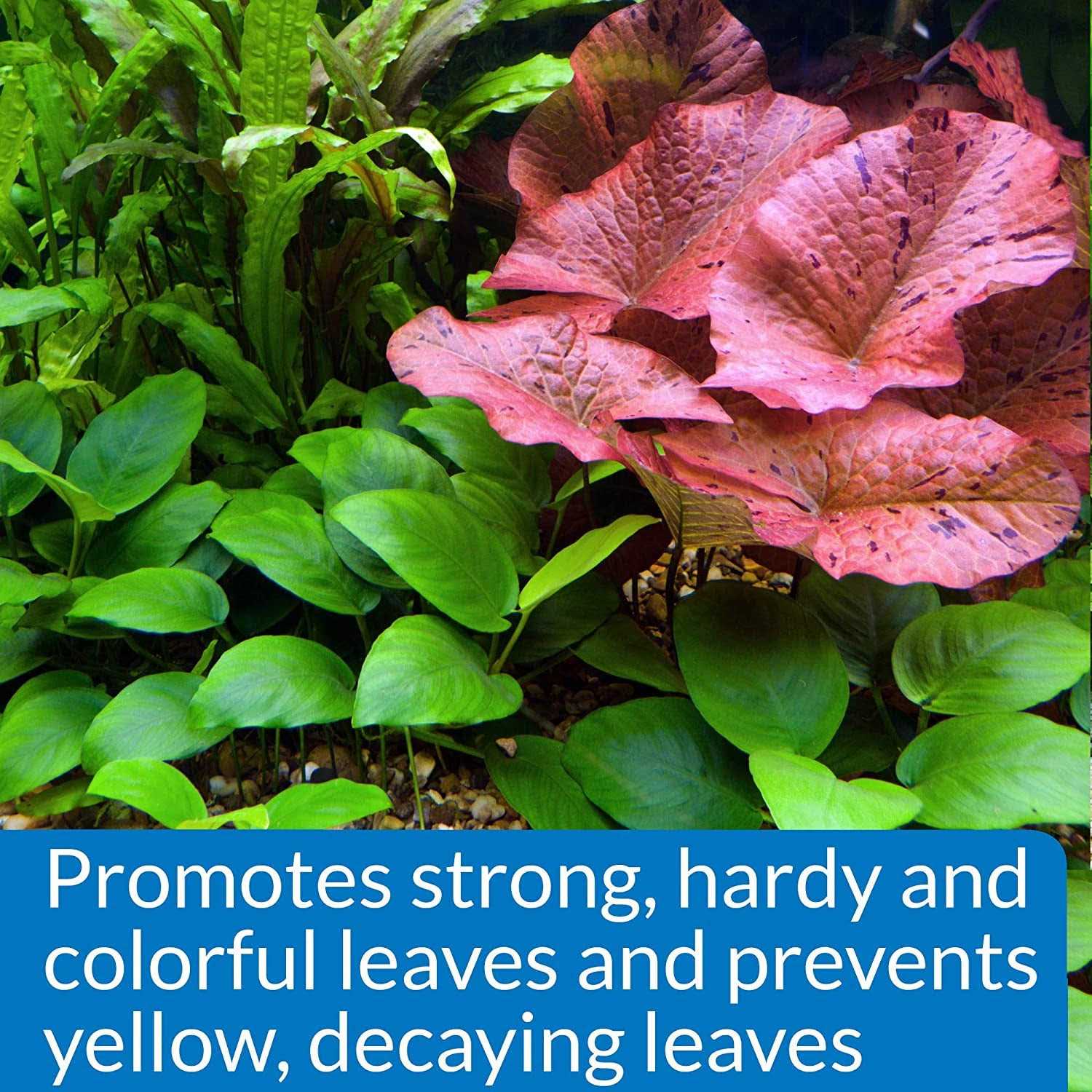 API Leaf Zone - Healthber