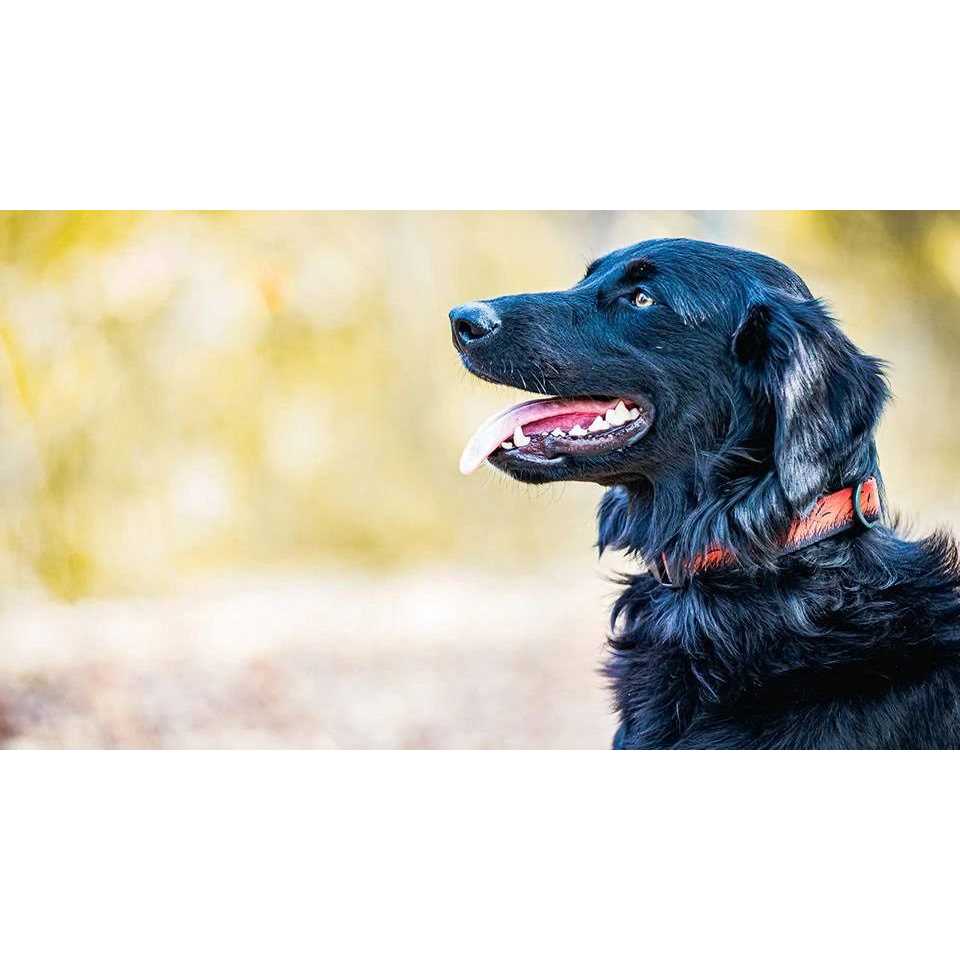Stunt Puppy Pines Collar - Healthber