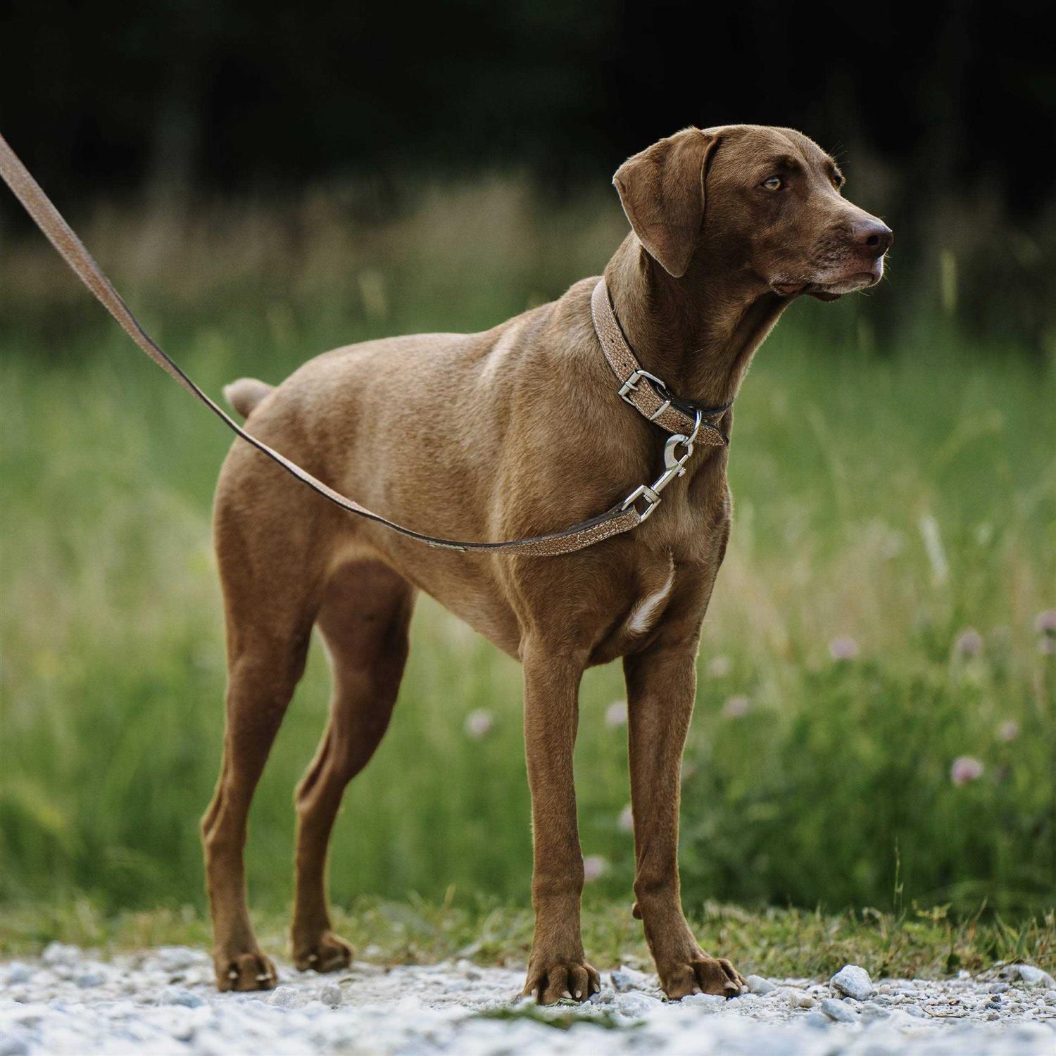 Mighty Paw Leather Dog Leash Super Soft Distressed Leather - Healthber