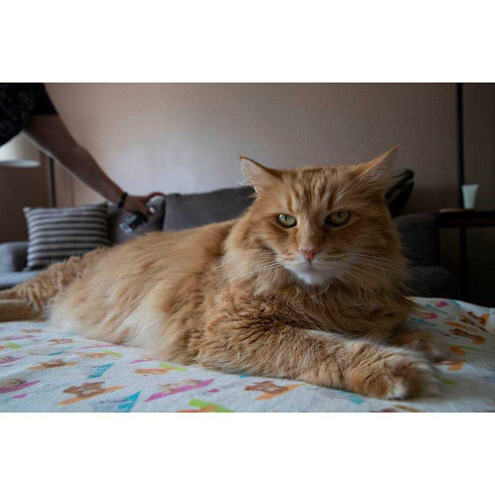 TriNova Off Furniture Spray Deterrent for Pets cats Dogs - Healthber