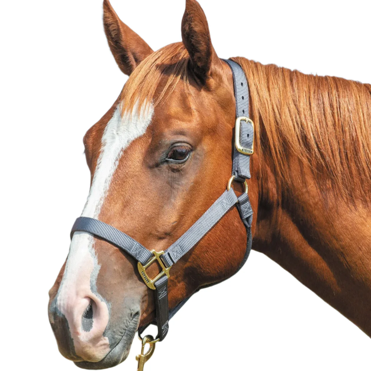 Weaver Original Nylon Horse Halter - Healthber