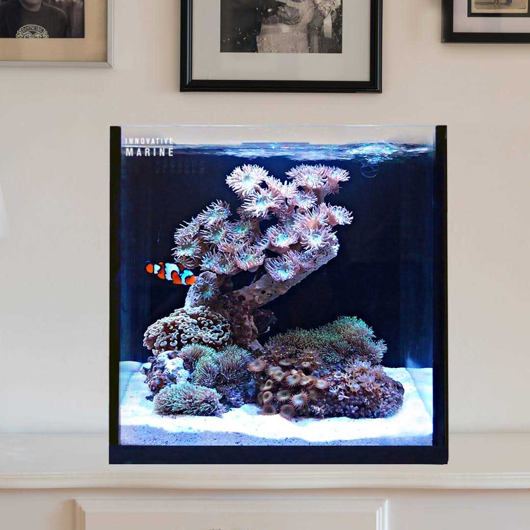 Innovative Marine 15 Nuvo Fusion AIO Cube Aquarium - Healthber