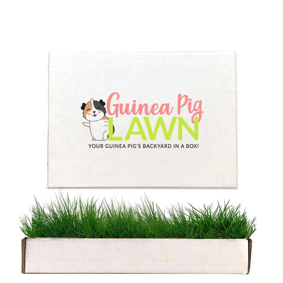 Guinea Pig Lawn - Healthber