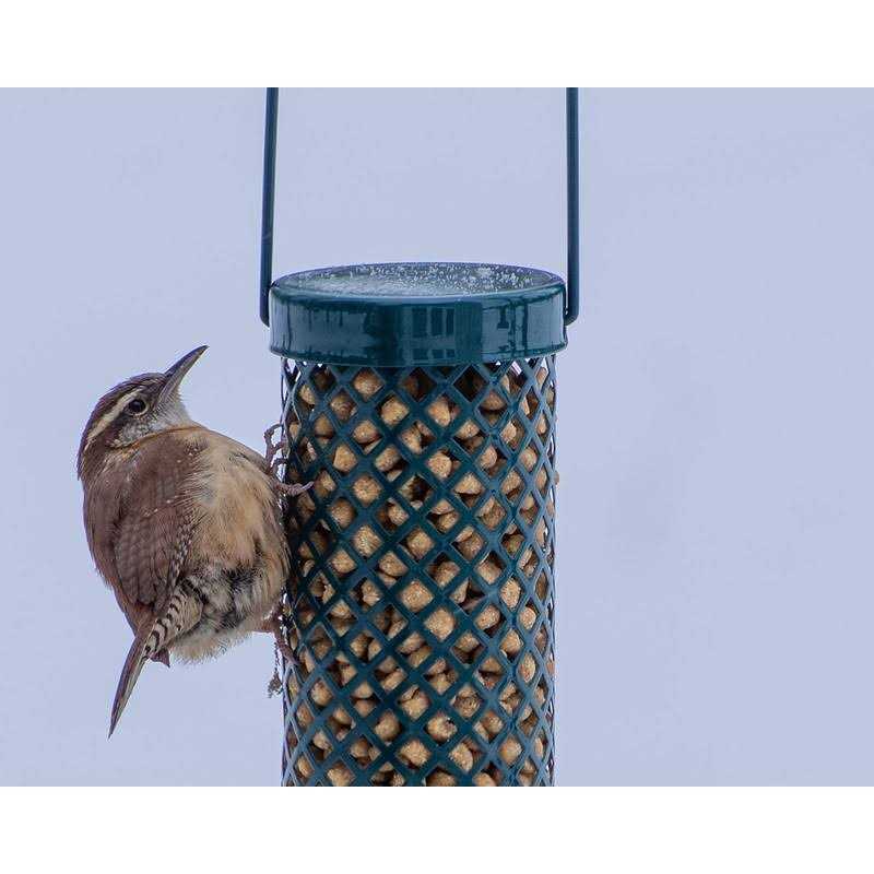 C&s Woodpecker Suet Nuggets No Melt No Waste - Healthber