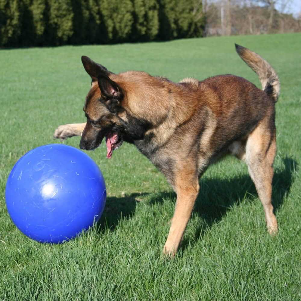 Jolly Pets Push-n-Play - Healthber