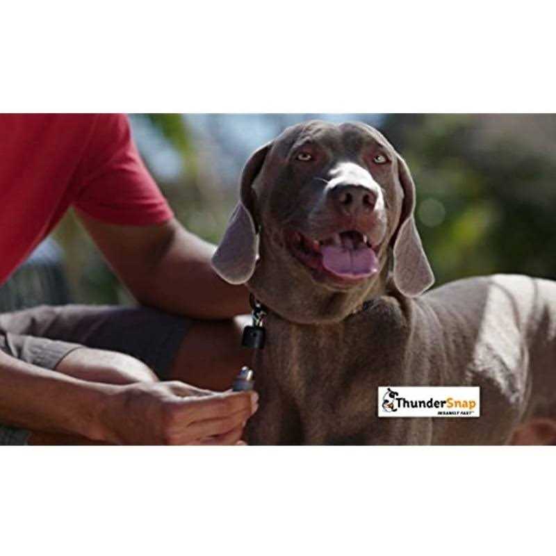 ThunderSnap Quick-Connect Dog Leash - Healthber
