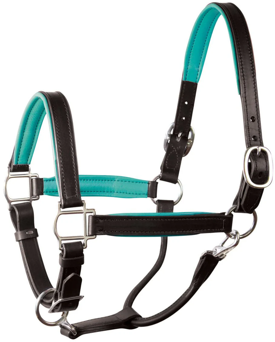 Perri's Soft Padded Leather Halter, Black/Turquoise - Healthber