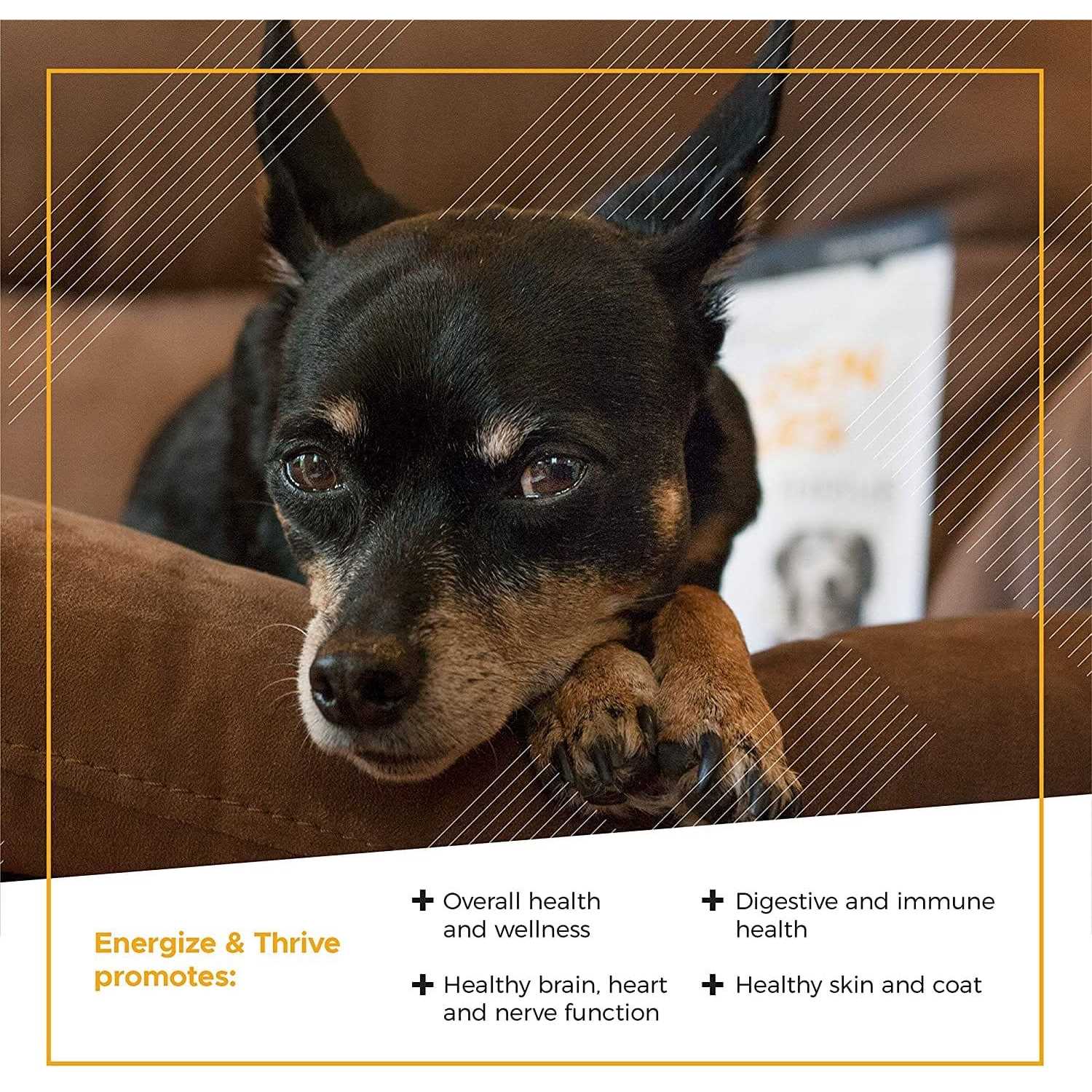 VetriScience Golden Years Energize and Thrive Multivitamin for Senior Dogs - Healthber