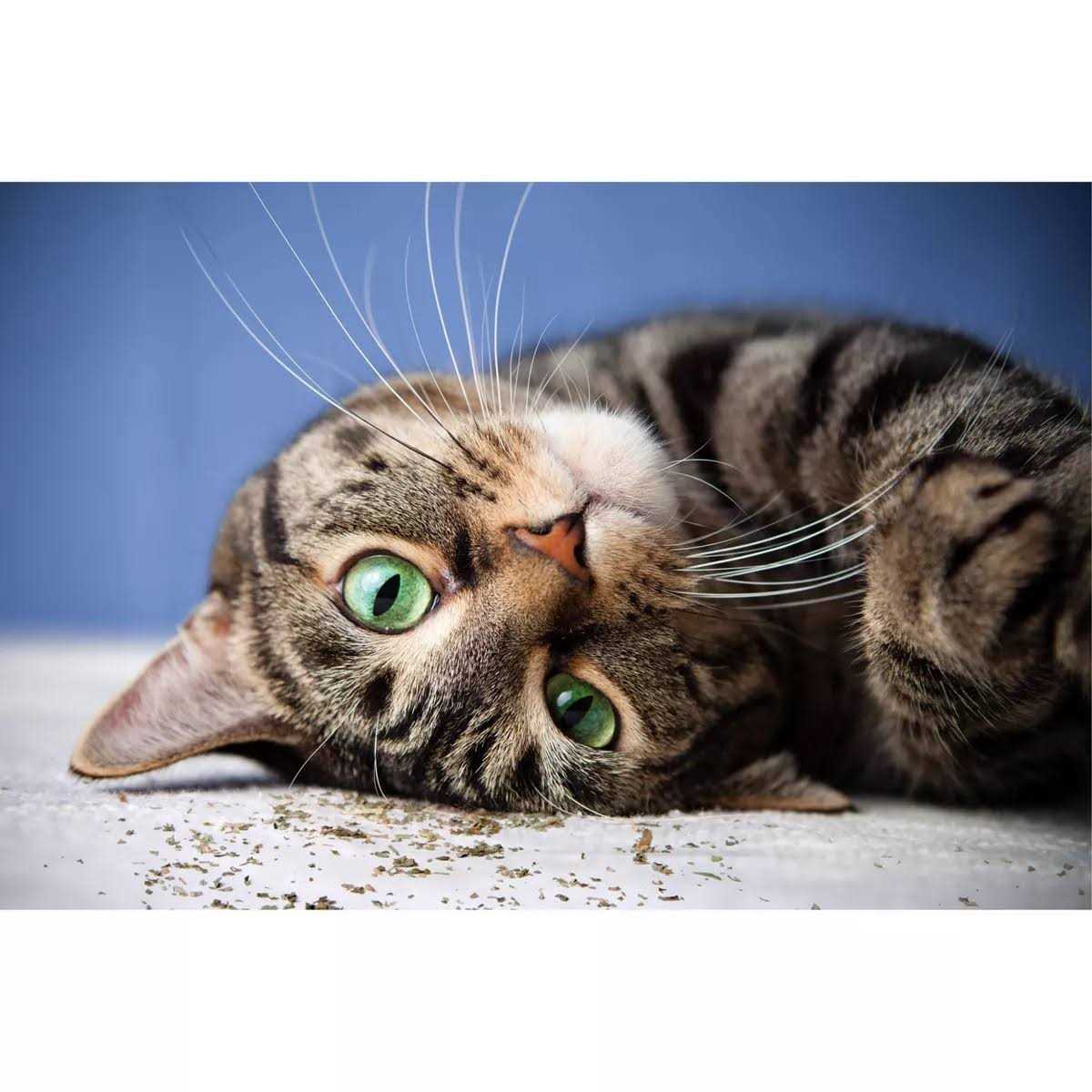 SmartyKat Catnip with Silvervine - Healthber