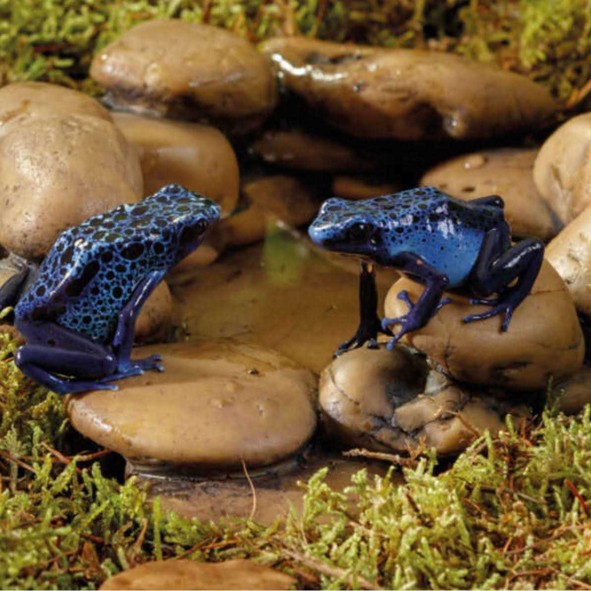 Exo Terra Frog Pond - Healthber