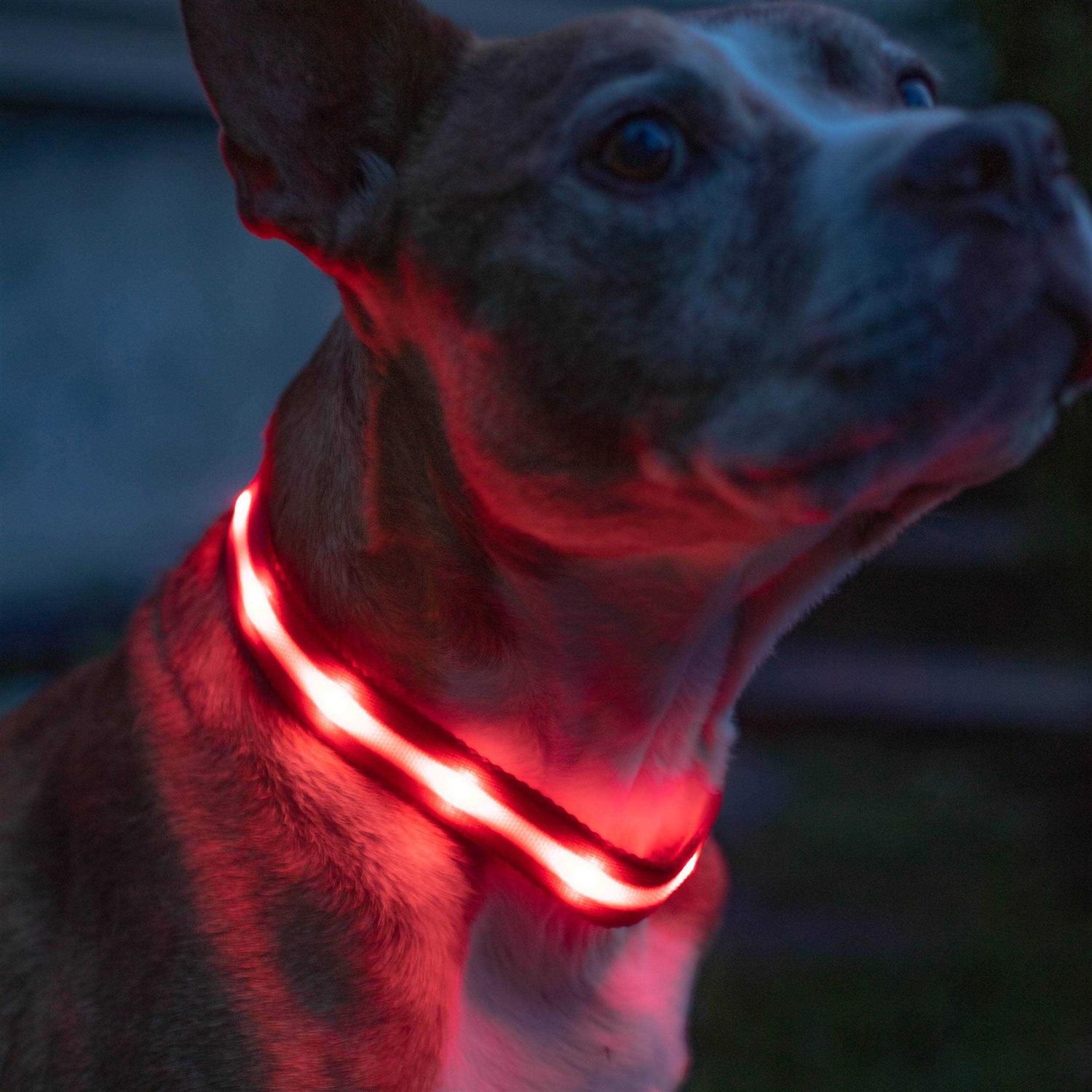 Blazin LED Light Up Dog Collar 1,000 Feet of Visibility - Healthber