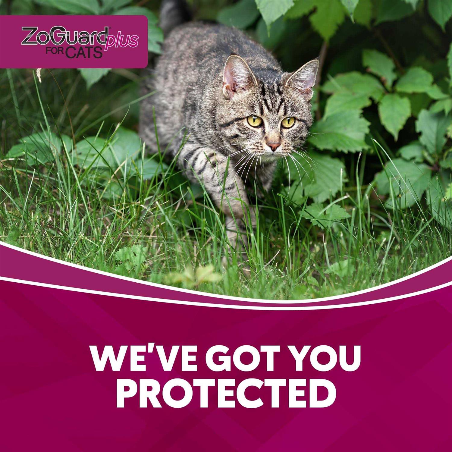 ZoGuard Plus for Cats - Healthber