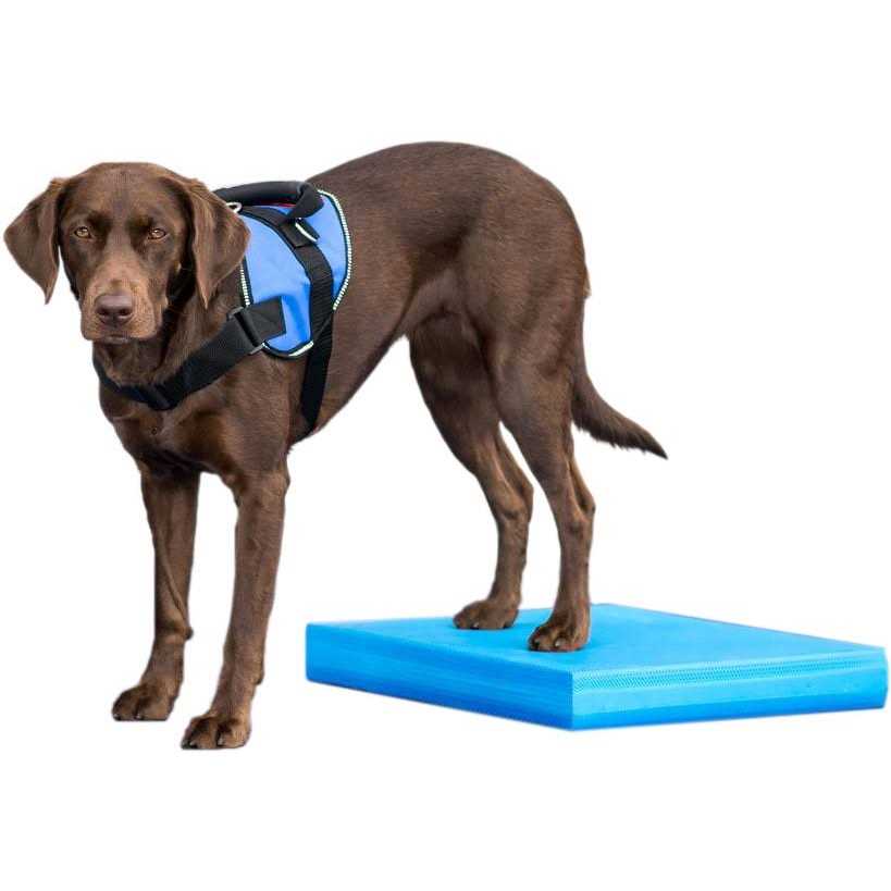 Balance Pad FitPAWS - Healthber