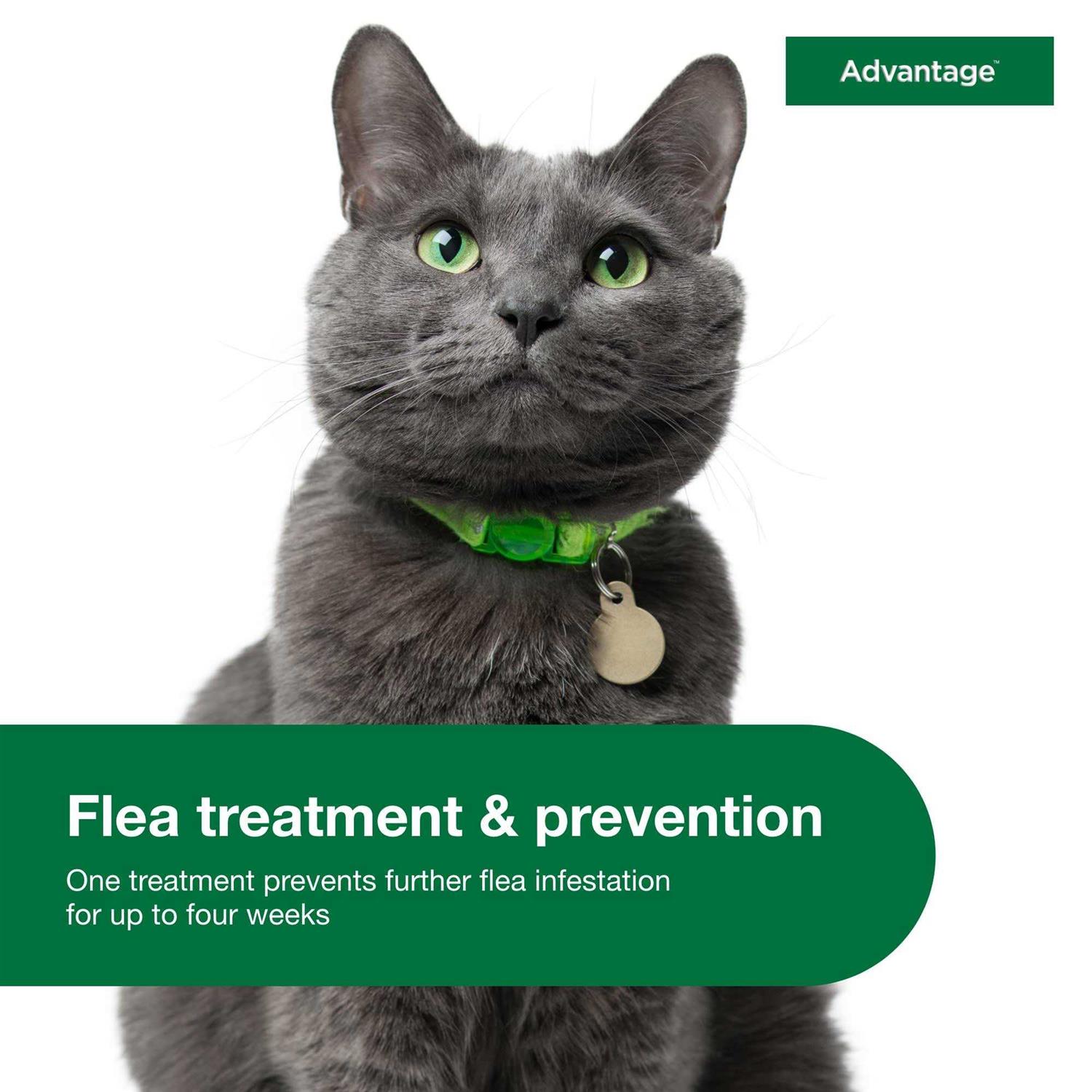 Advantage Topical Flea Prevention for Large Cats - Healthber