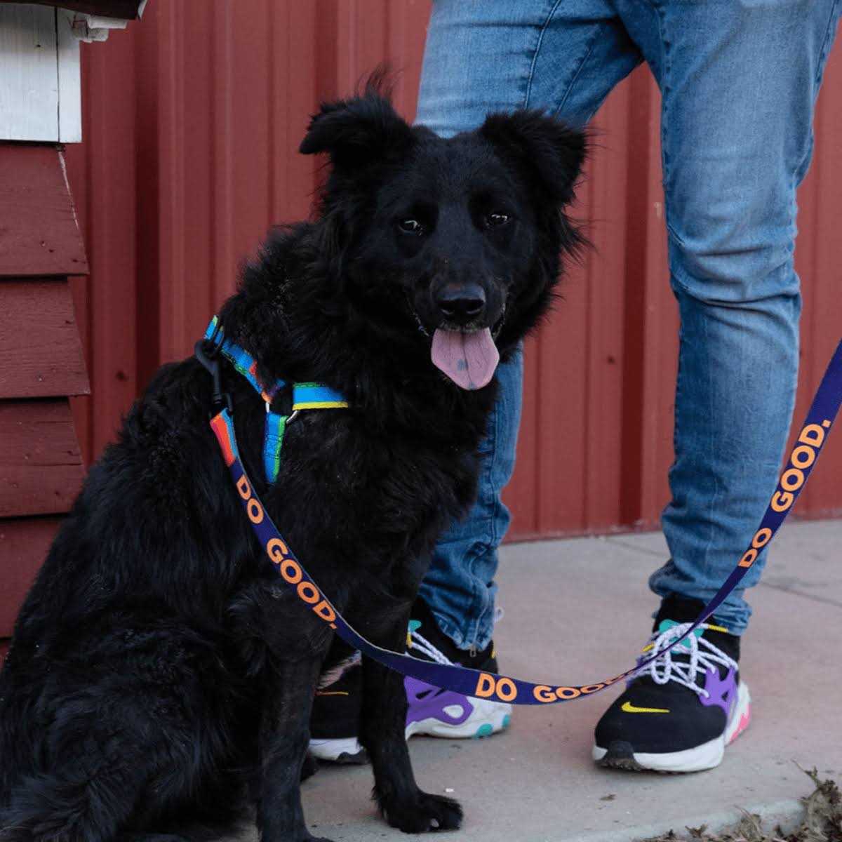 Wolfgang Dog Leash - Healthber