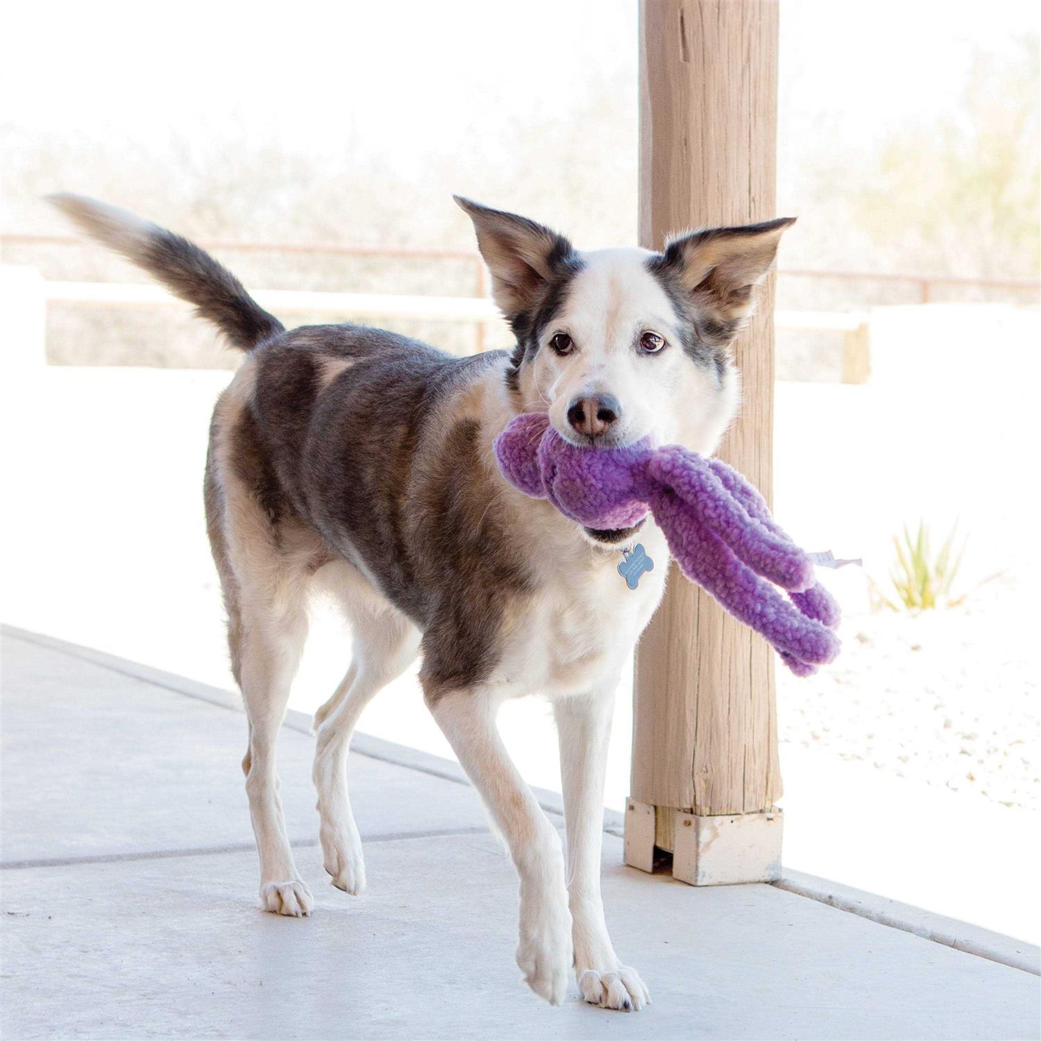 KONG Snugga Wubba Dog Toy - Healthber