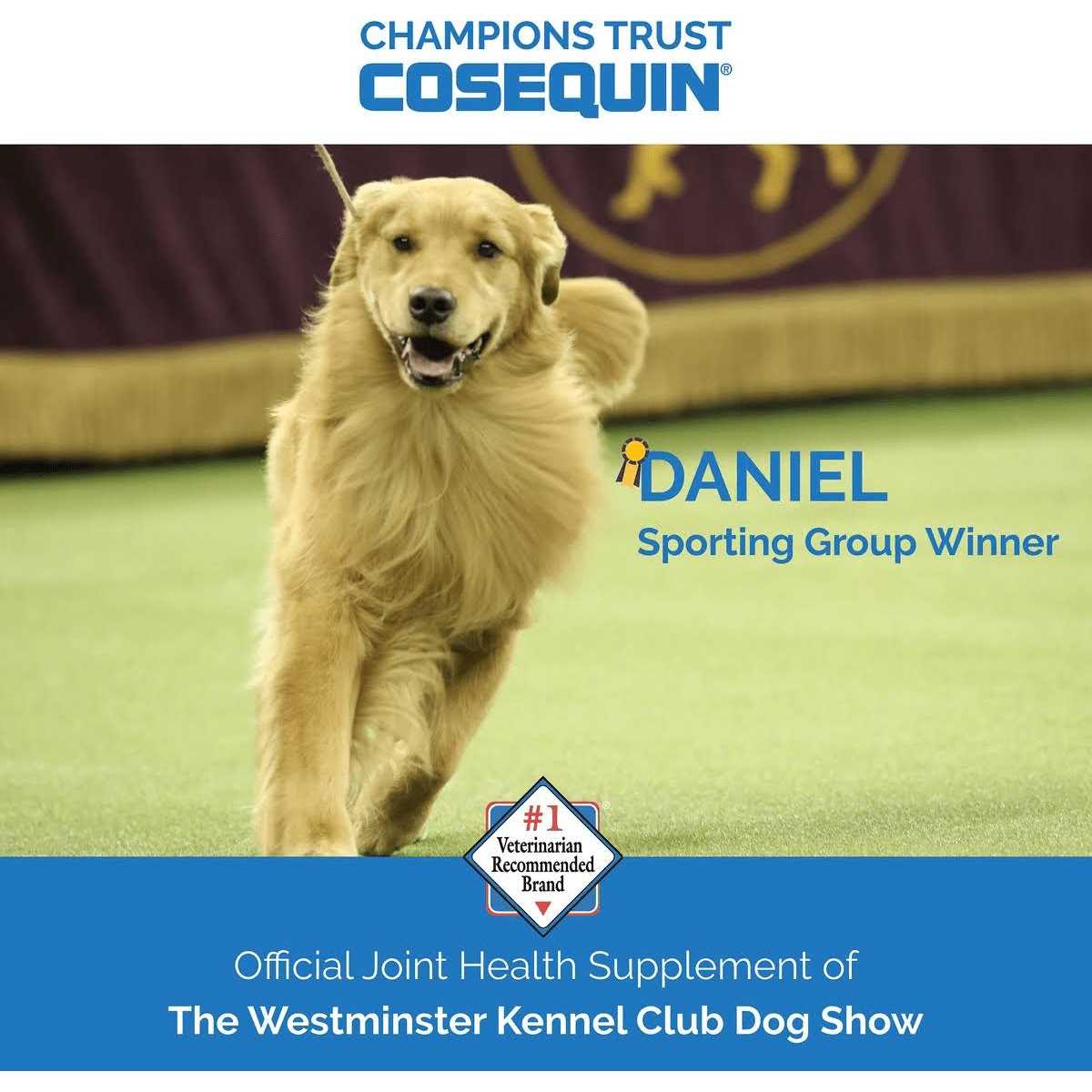 Cosequin Soft Chews with MSM Plus Omega-3s for Dogs - Healthber