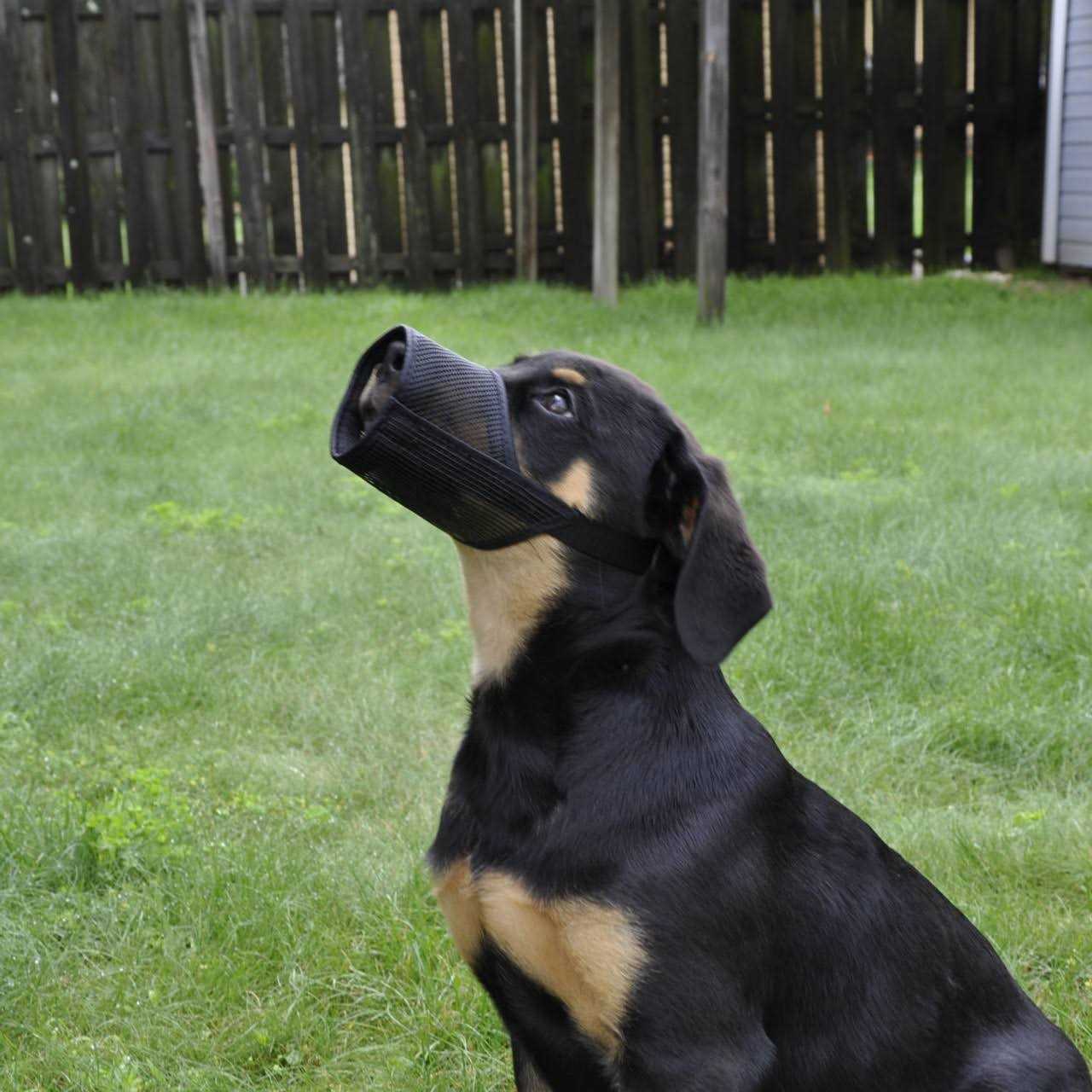 Best Fit Muzzle - Healthber