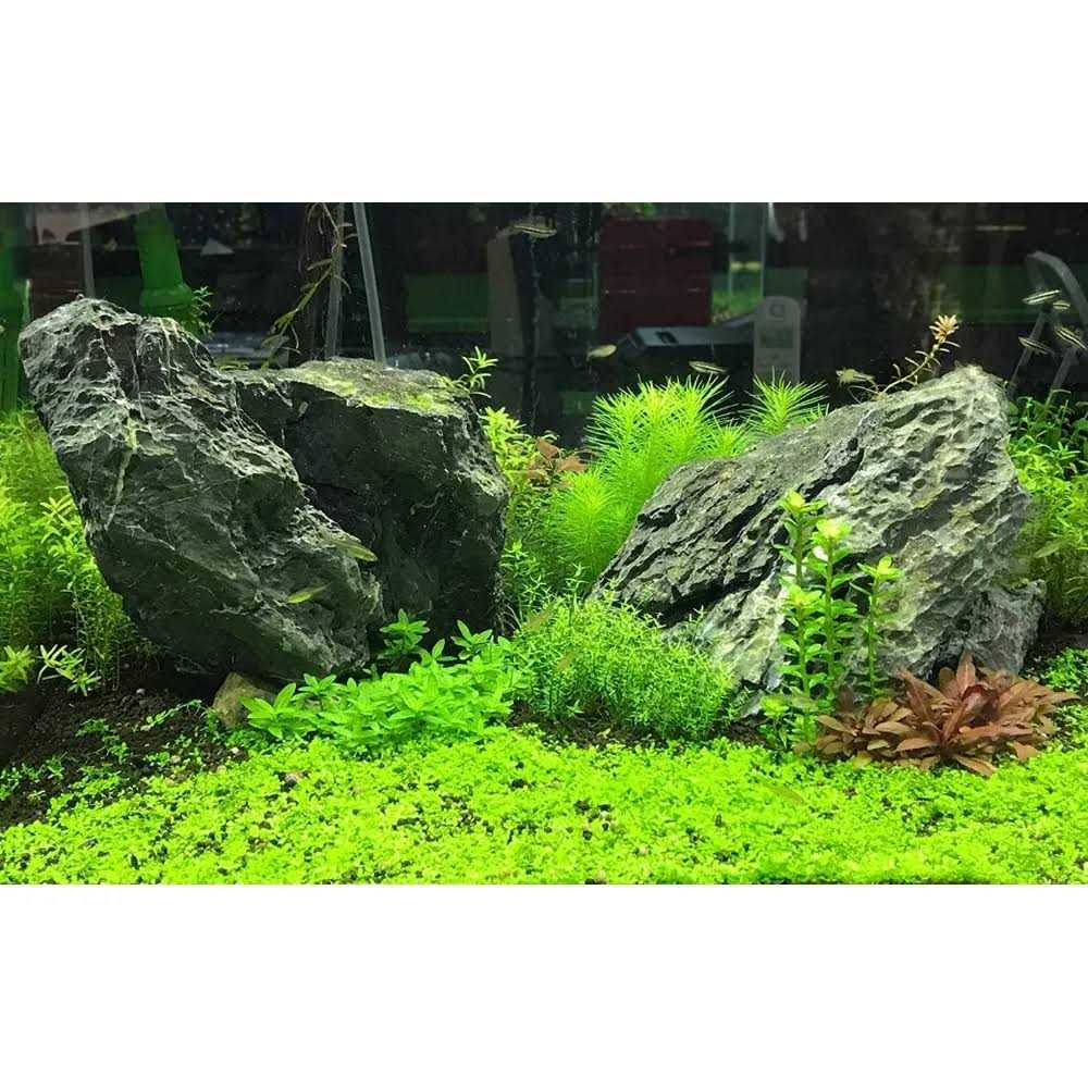 Seachem Flourish Advance - Healthber