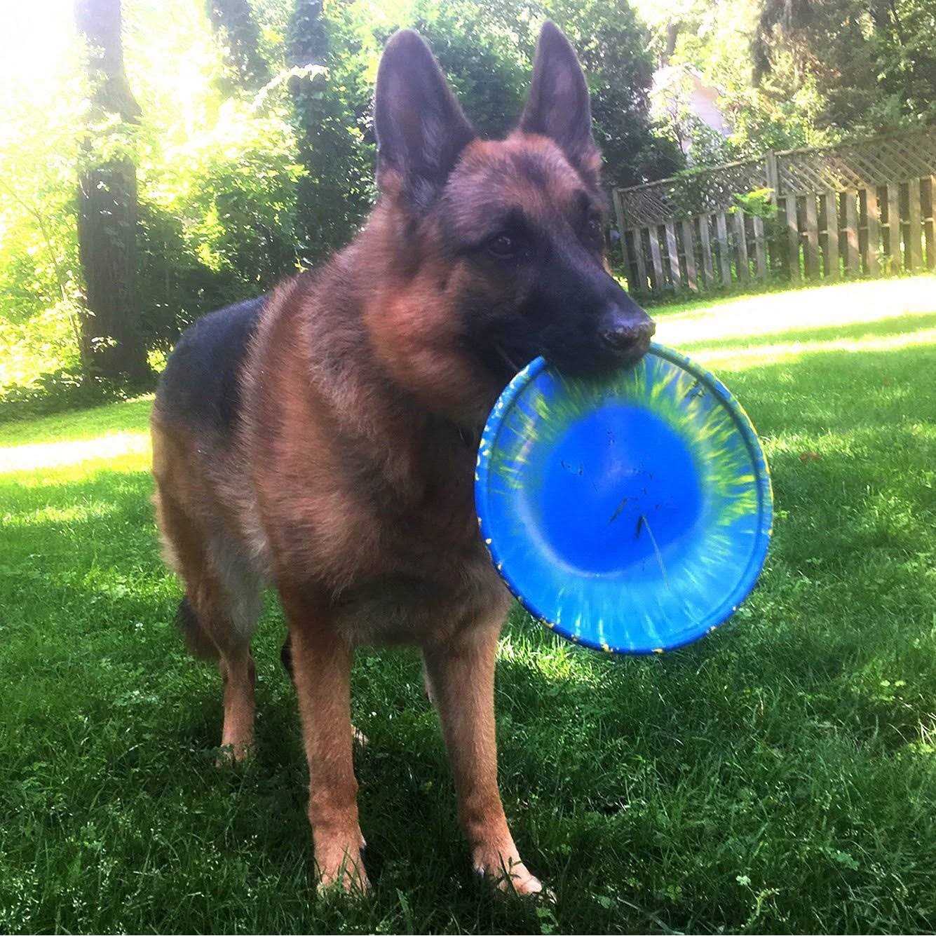 Ruff Dawg Dog Toy K9 Flyer - Healthber