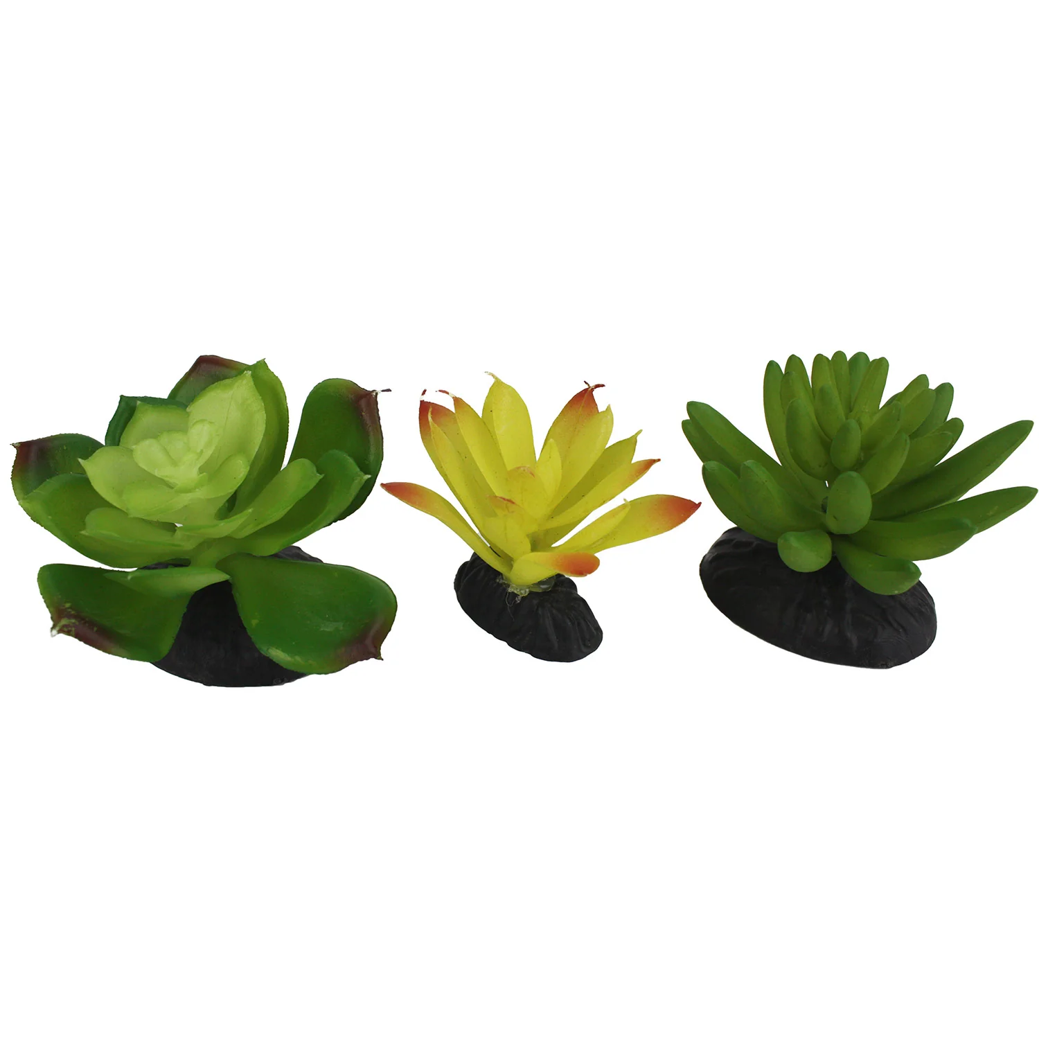 Komodo Succulent, 3 pk - Healthber
