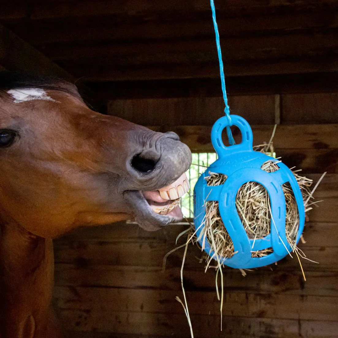 Jolly Hay Ball, 8