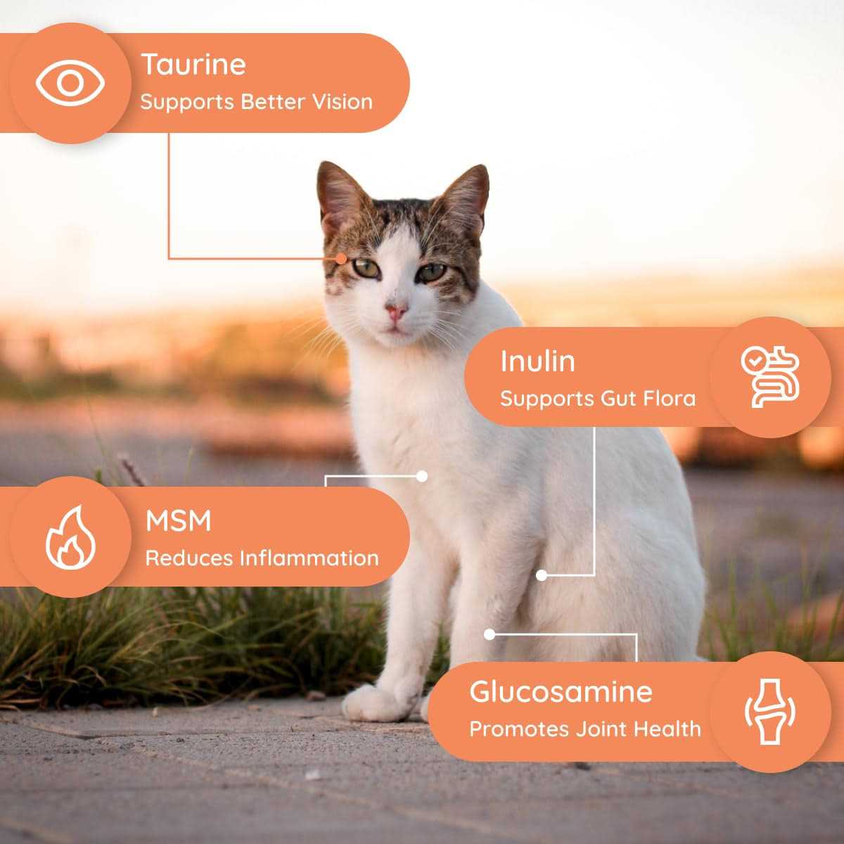 Petralyte Cat Electrolyte and Joint Supplement - Healthber
