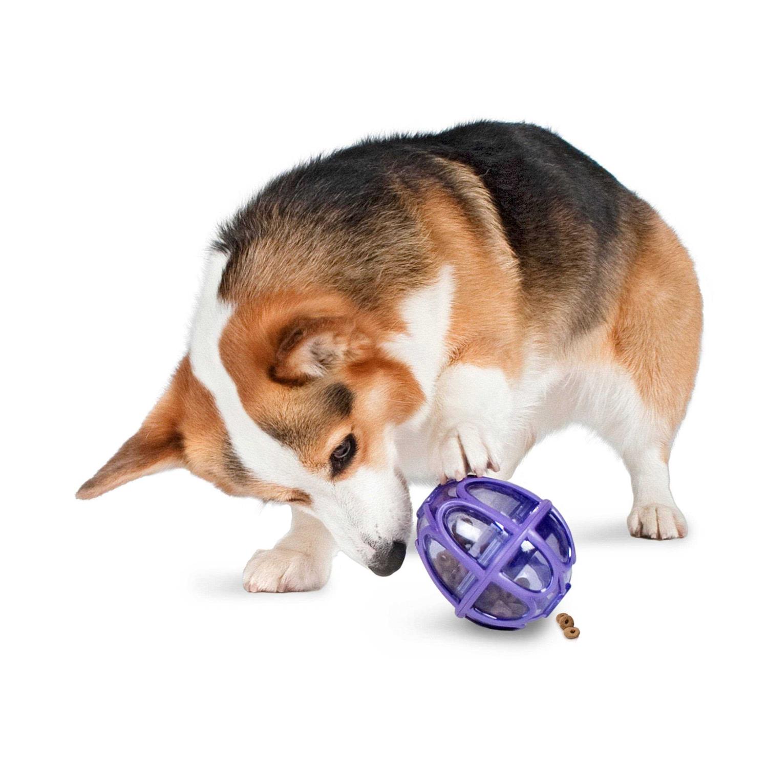 Busy Buddy Kibble Nibble Dog Toy - Healthber