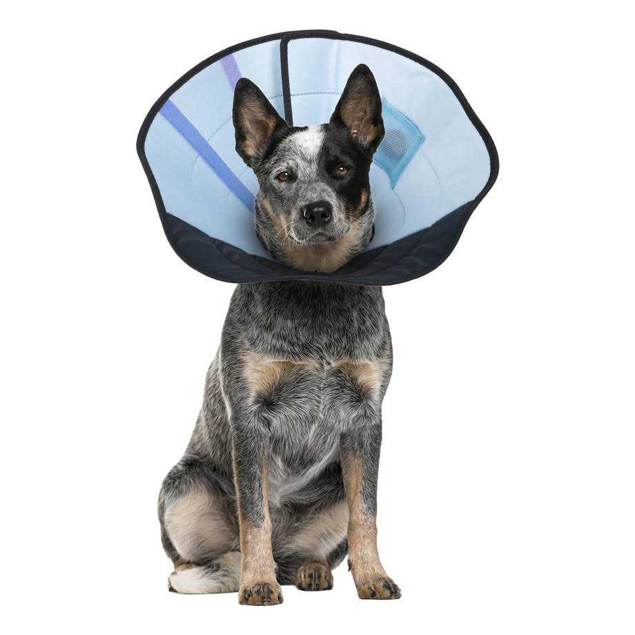 Calm Paws Dog Calming Caring Collar - Healthber