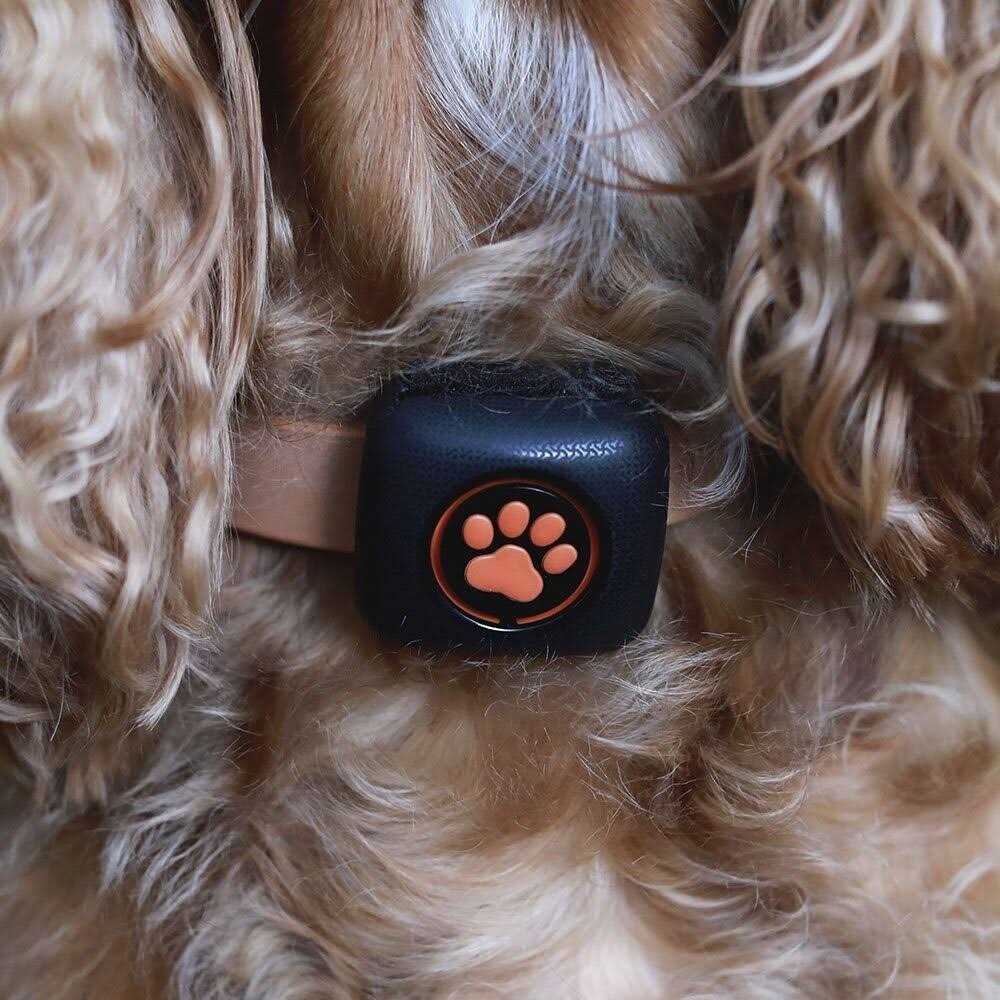 PitPat Dog Activity and Fitness Monitor No Recharging or Subscription Required - Healthber